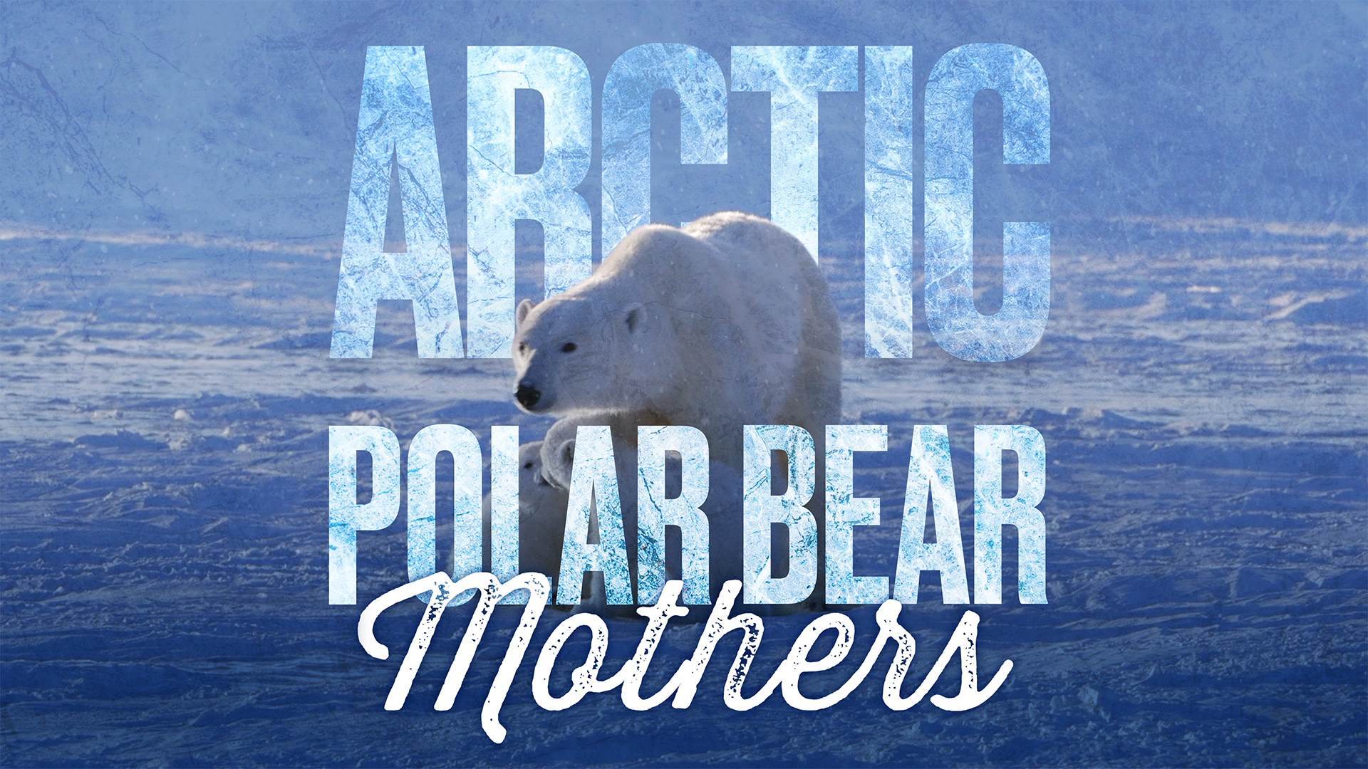 Arctic Polar bears.png