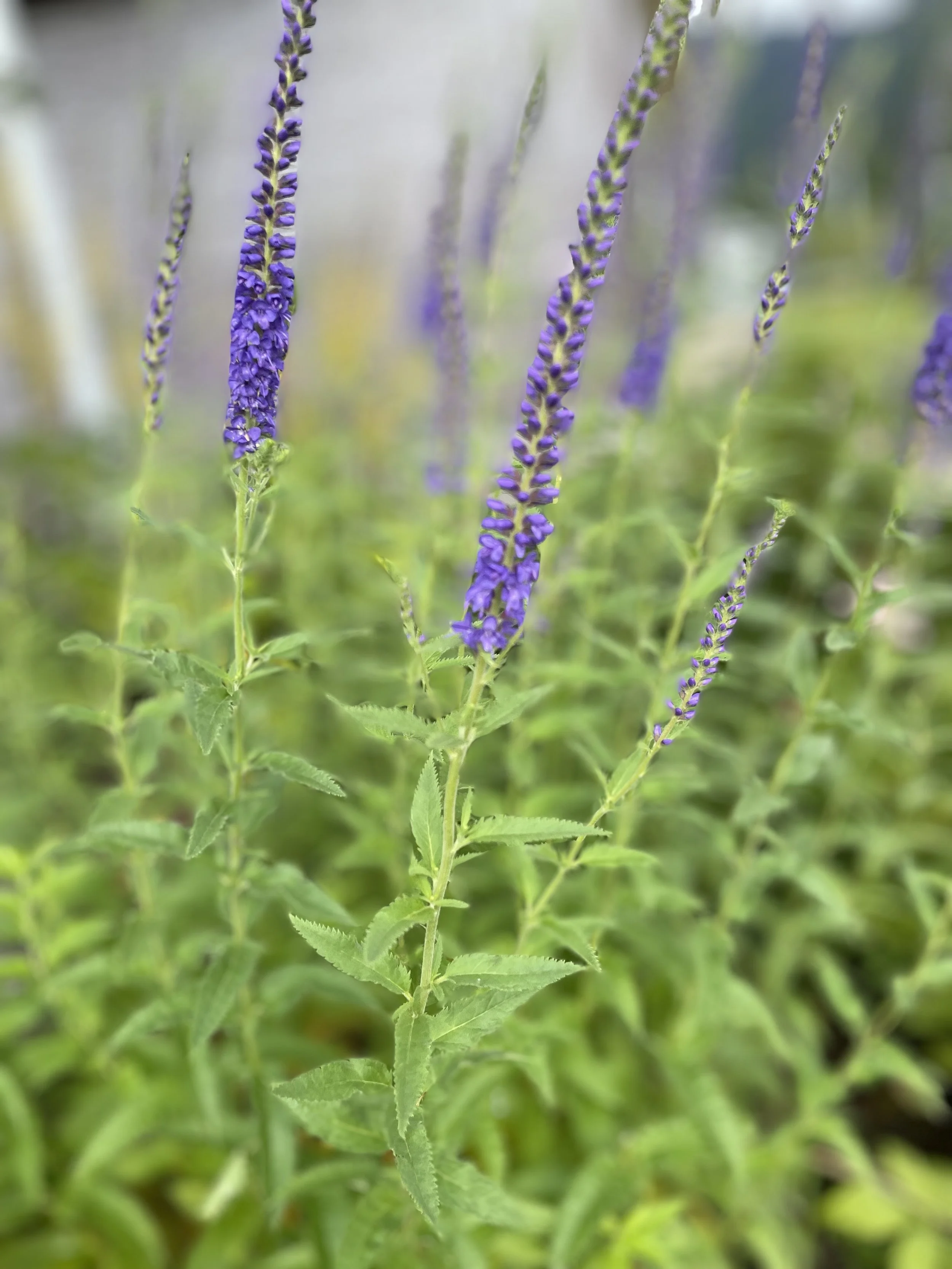 picture of lupin from Juneau