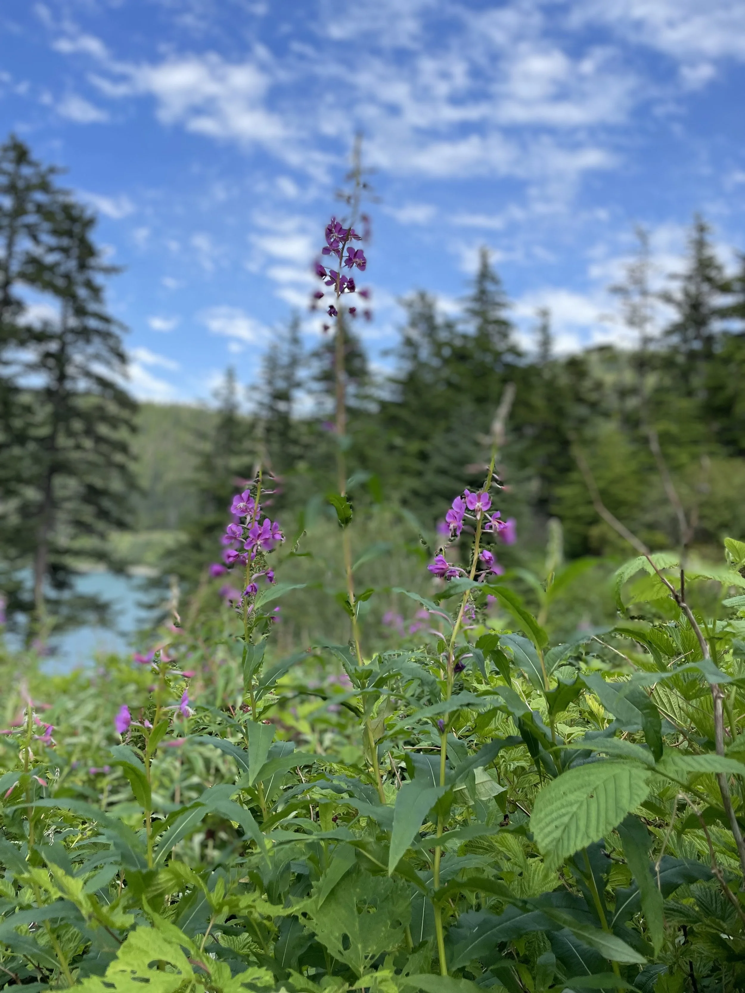 stock photo of interior Alaska river and mountains