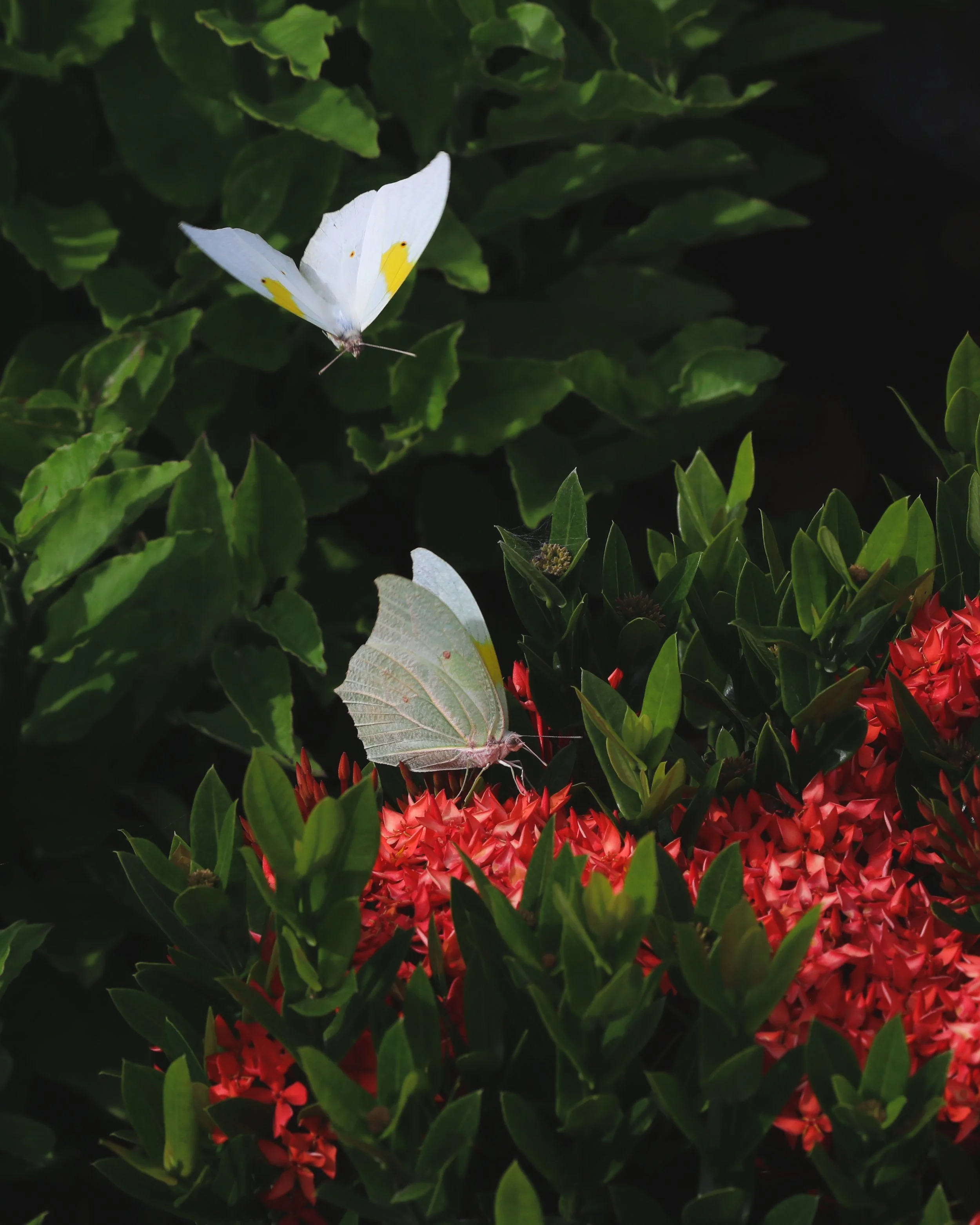 Butterfly.jpg