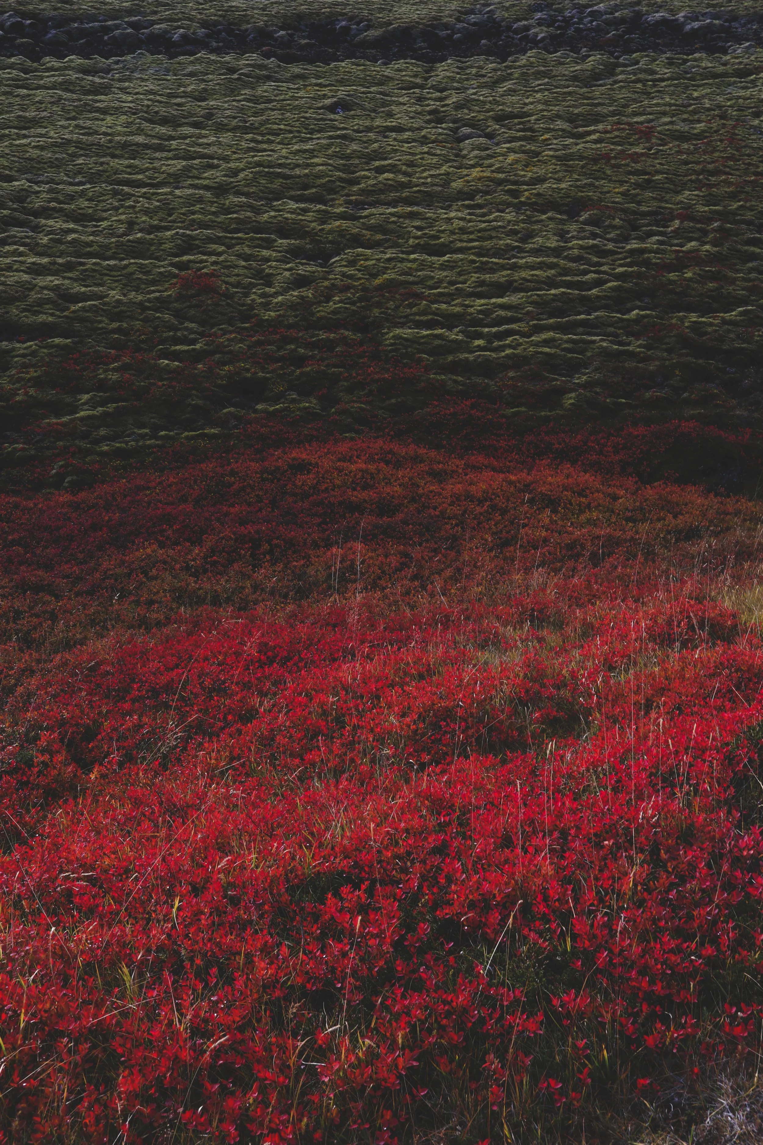 old volcano site 7 copy.jpg