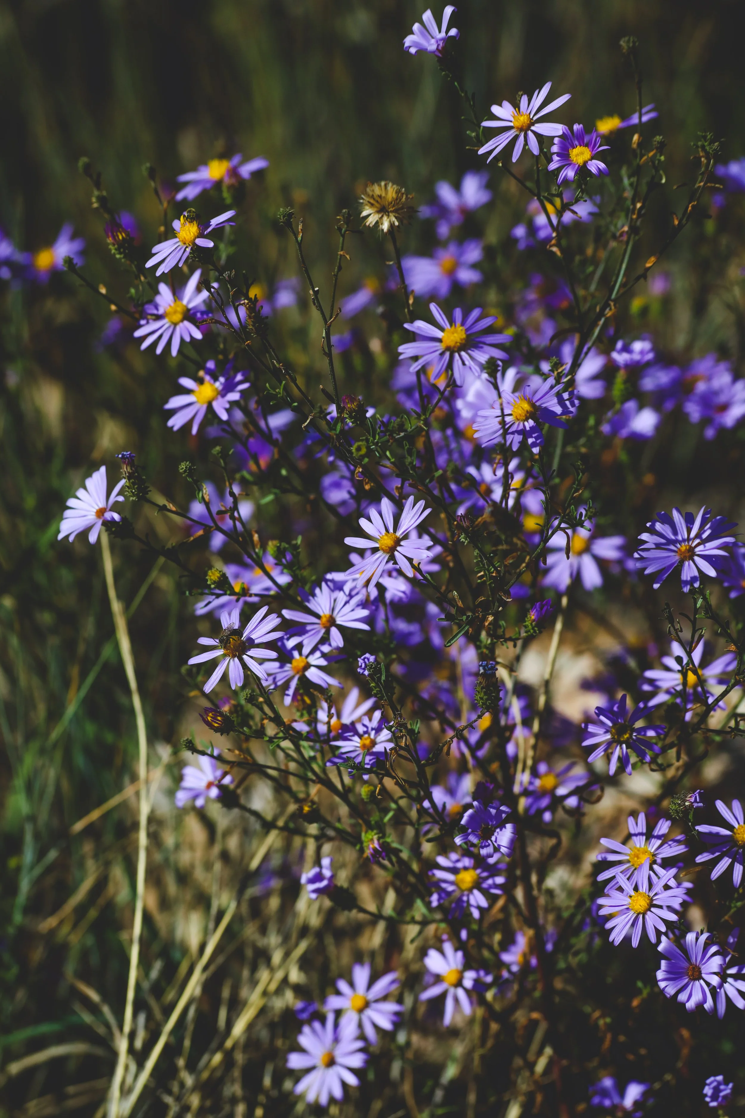 purple and yellow flowers 2 copy.jpg