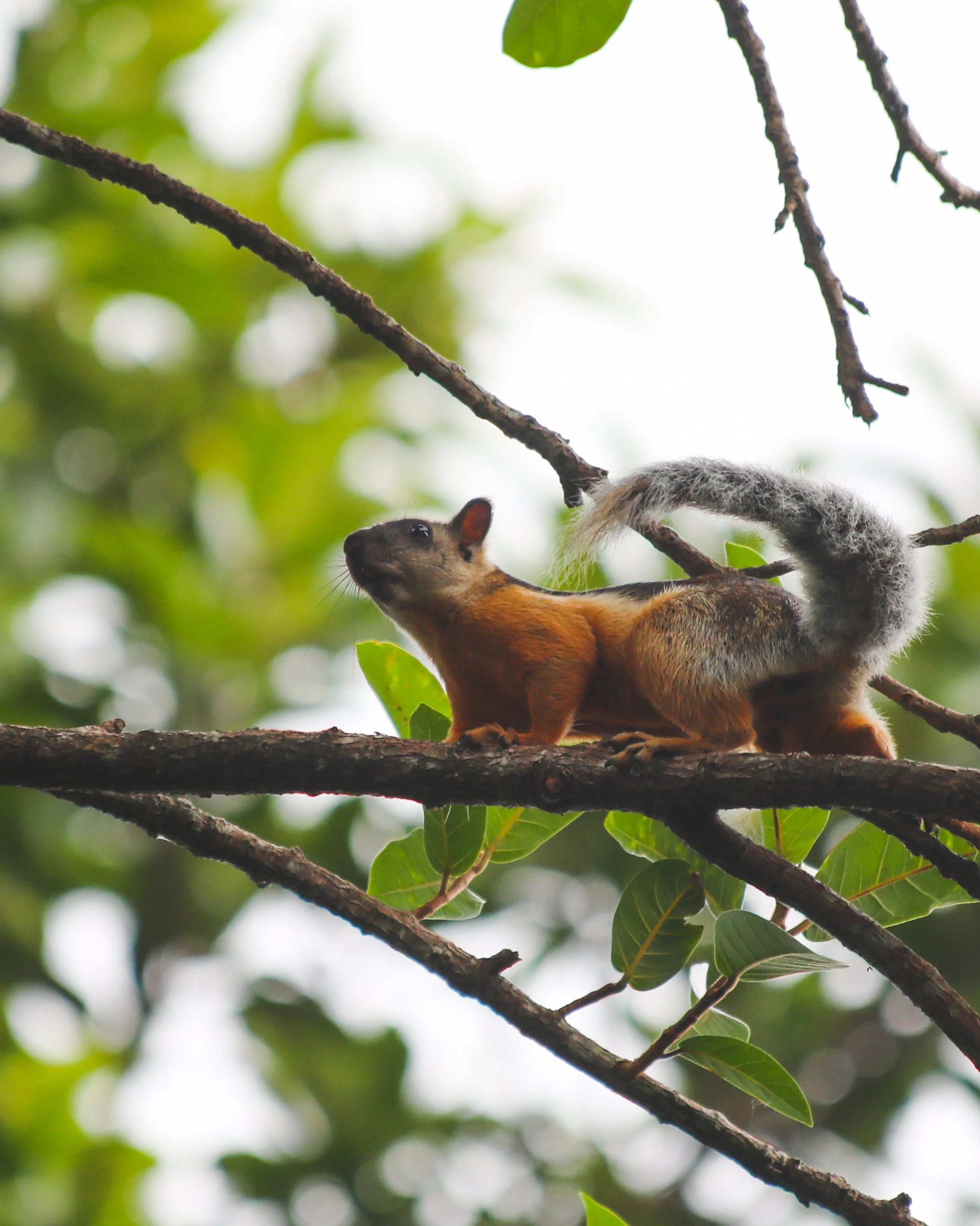 Squirrel.jpg