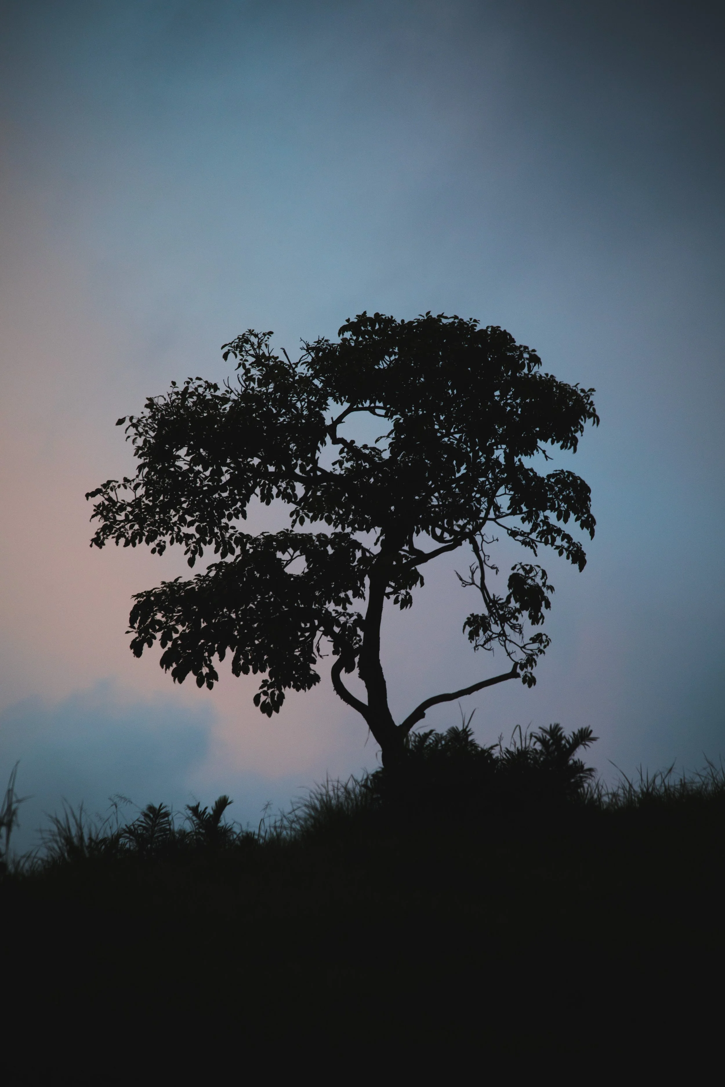 tree copy.jpg
