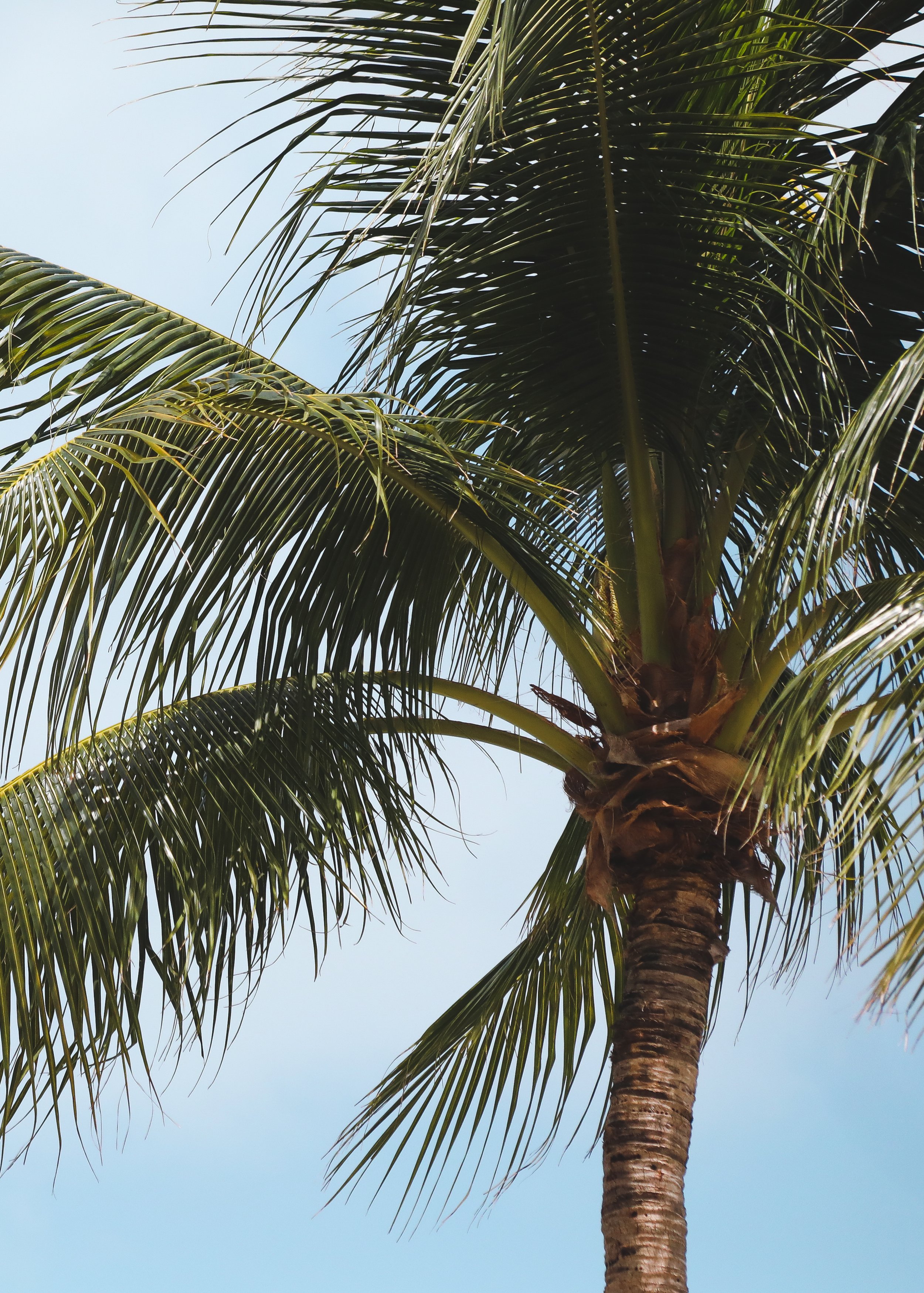 Palm.jpg