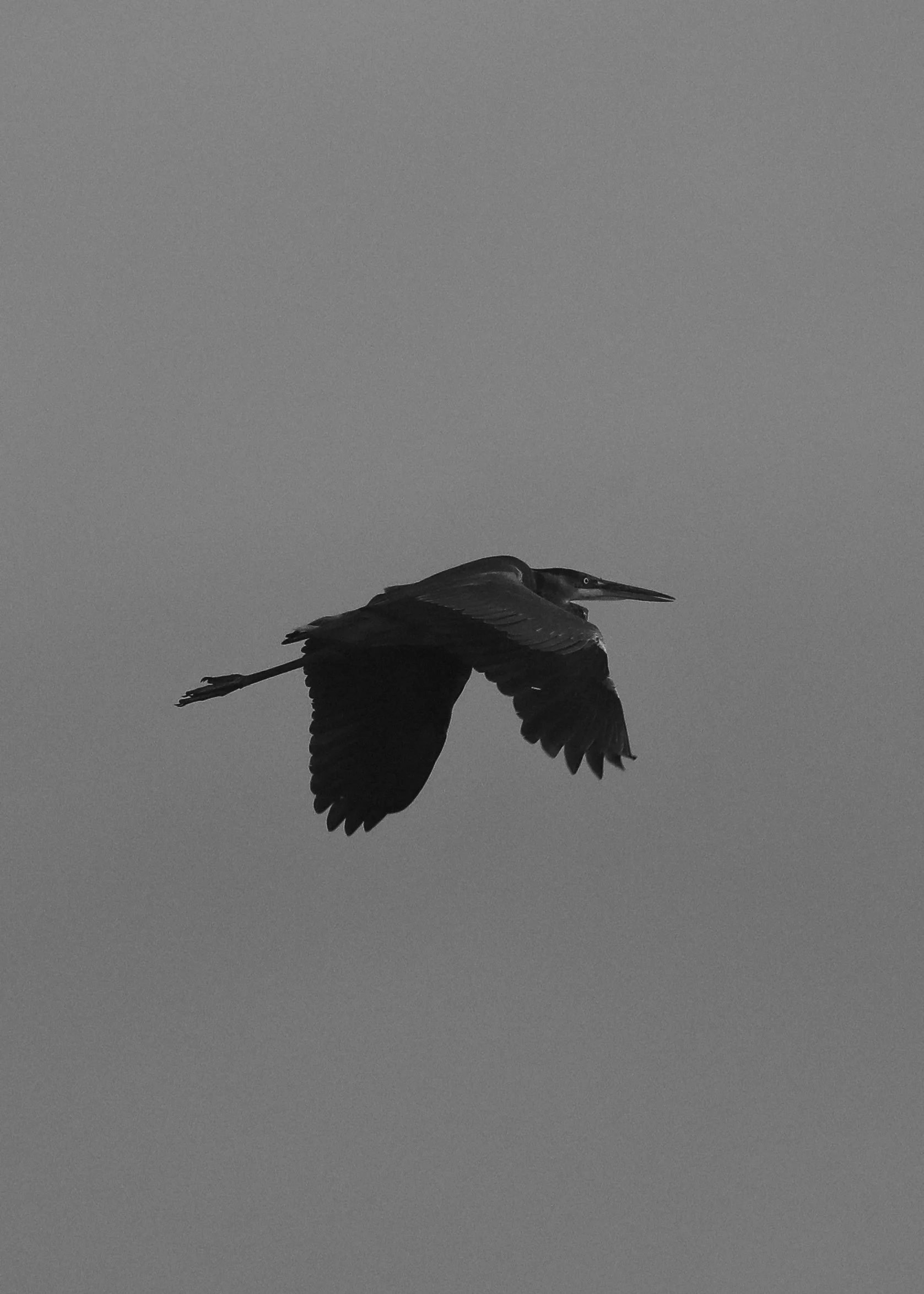 Heron In Flight.jpg