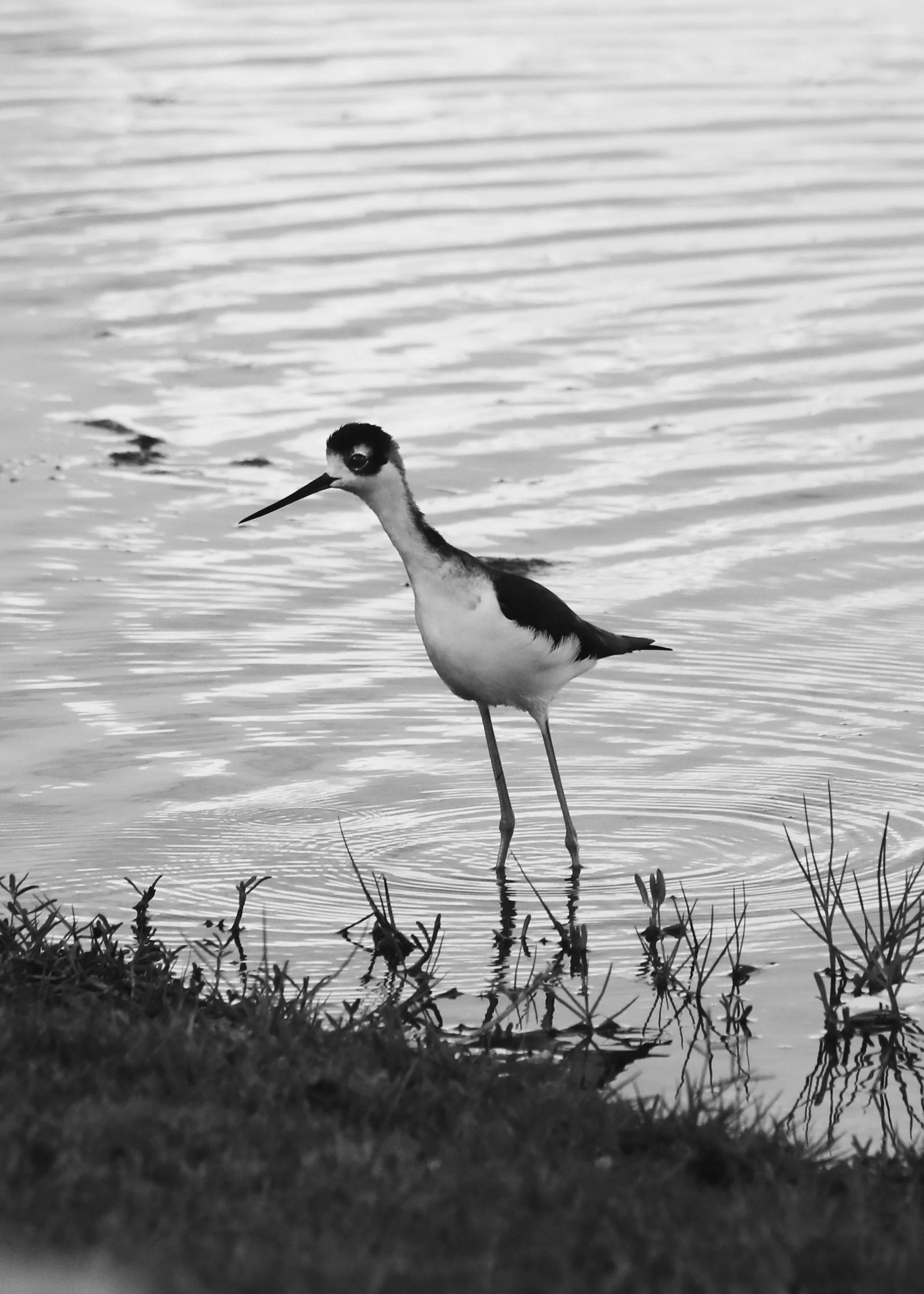 Black Necked Stilt.jpg