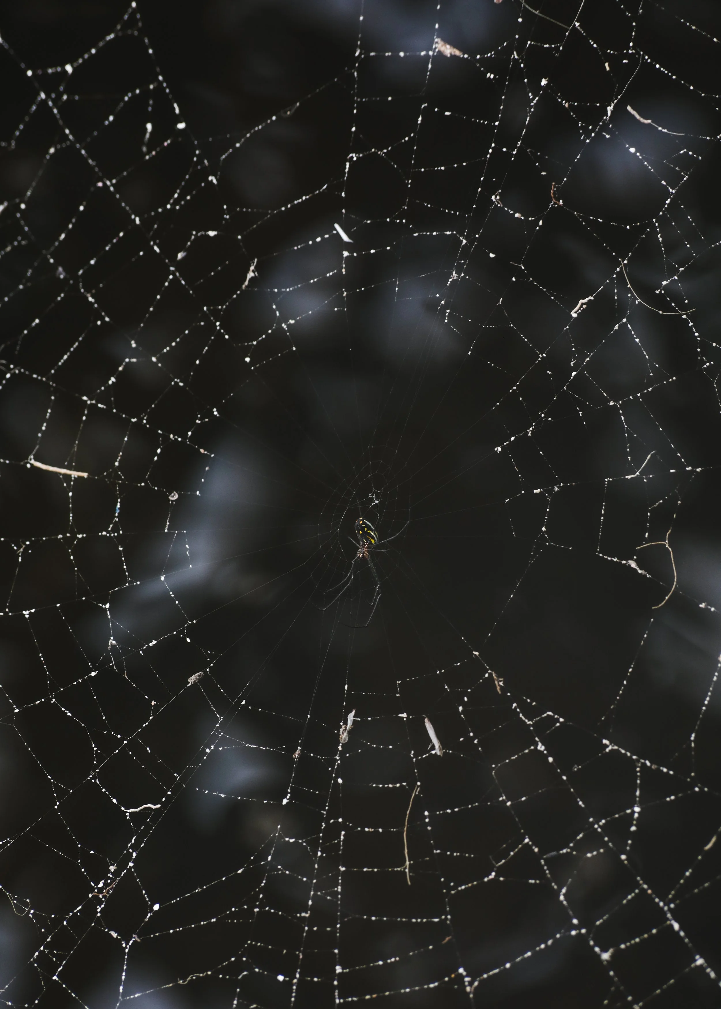 Orbweaver.jpg