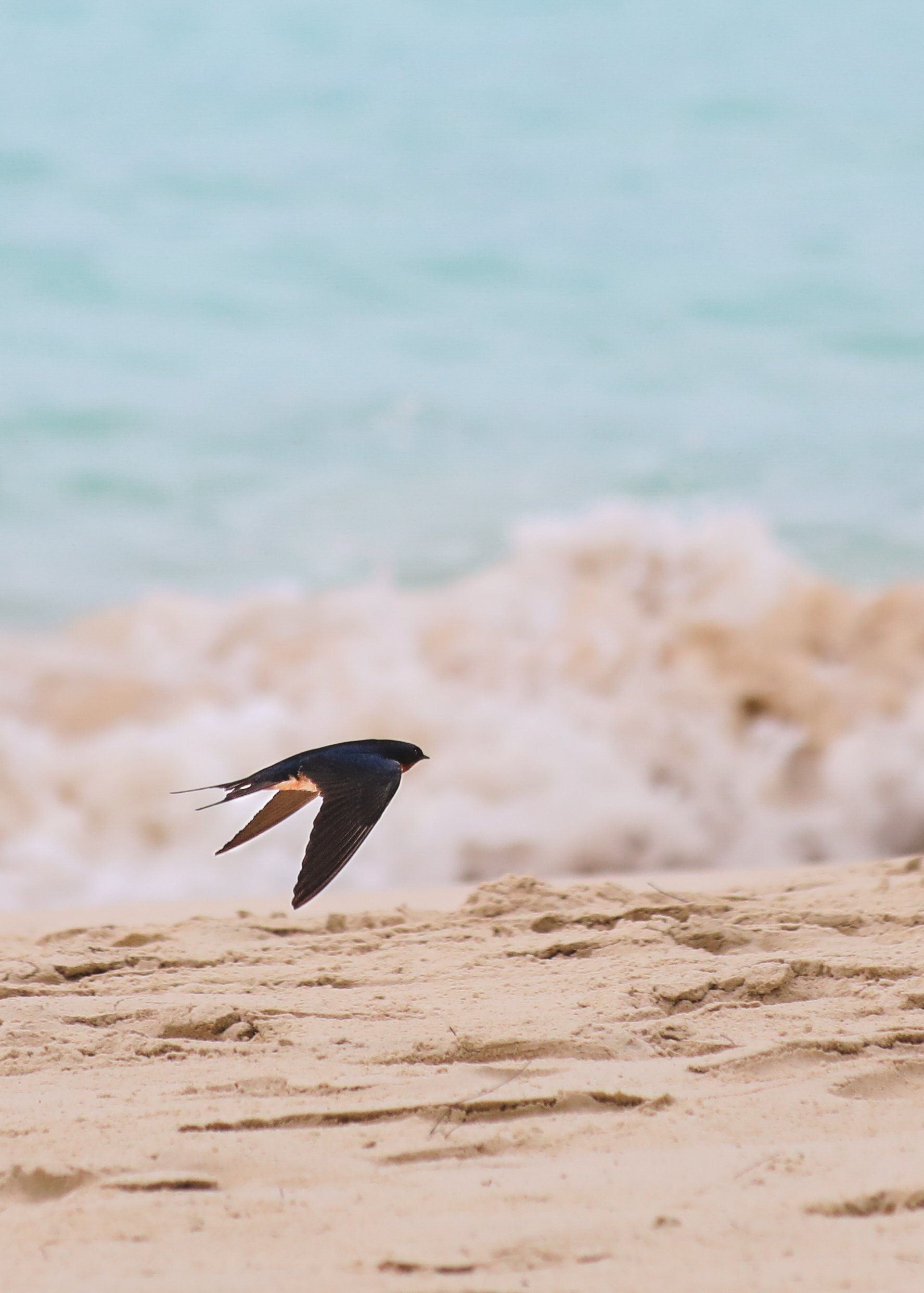 Barn Swallow.jpg