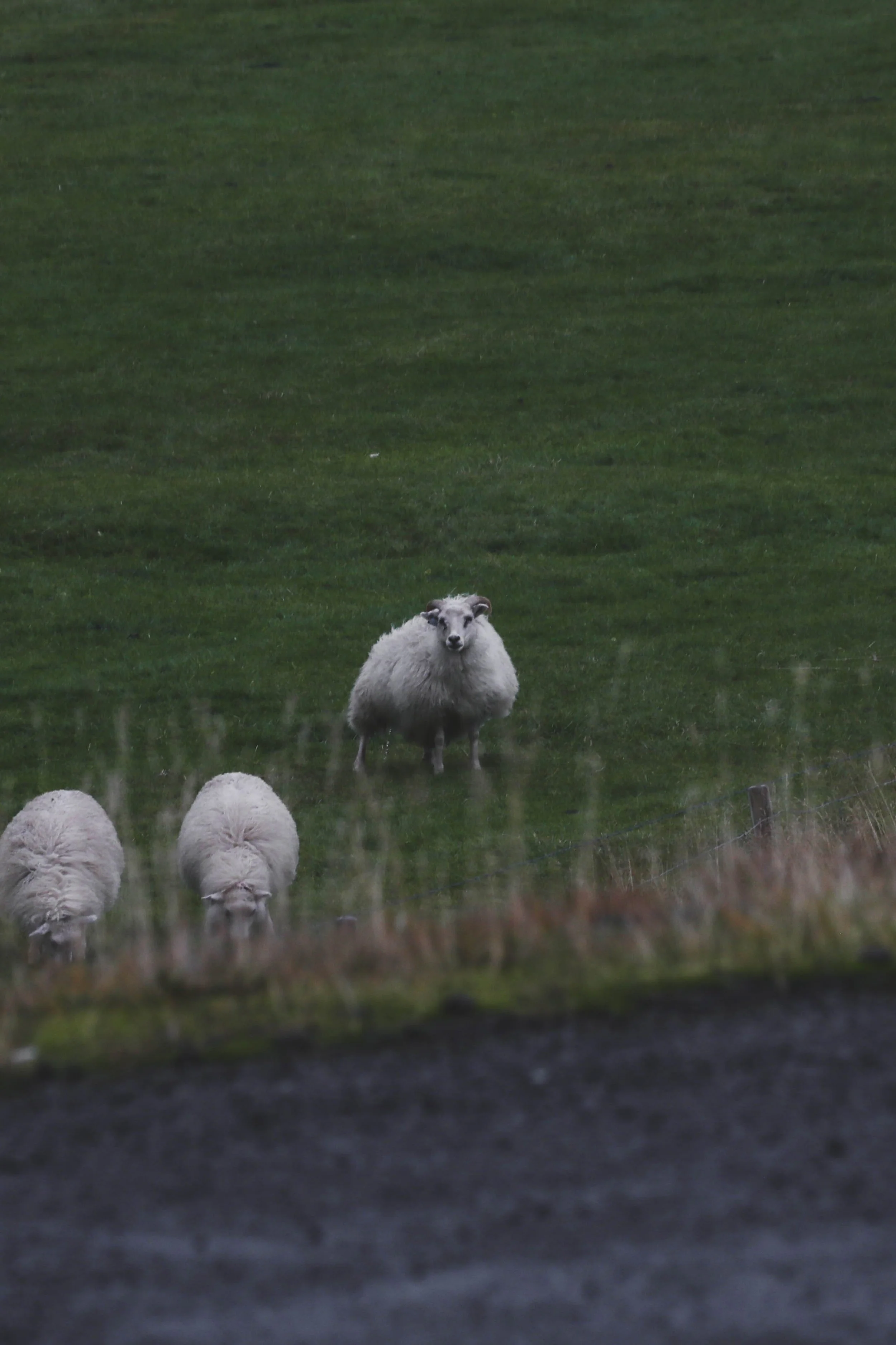 sheep copy.jpg
