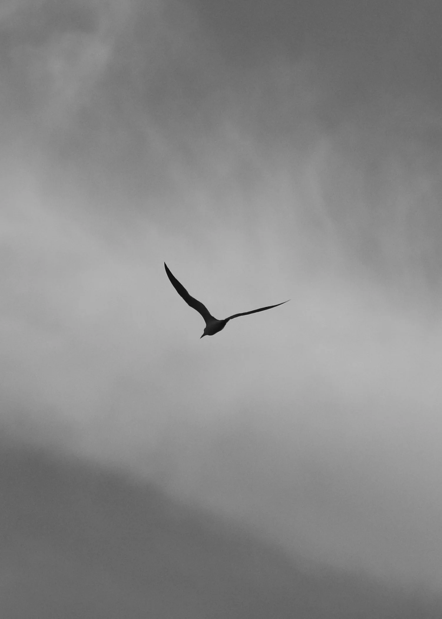 Soar.jpg