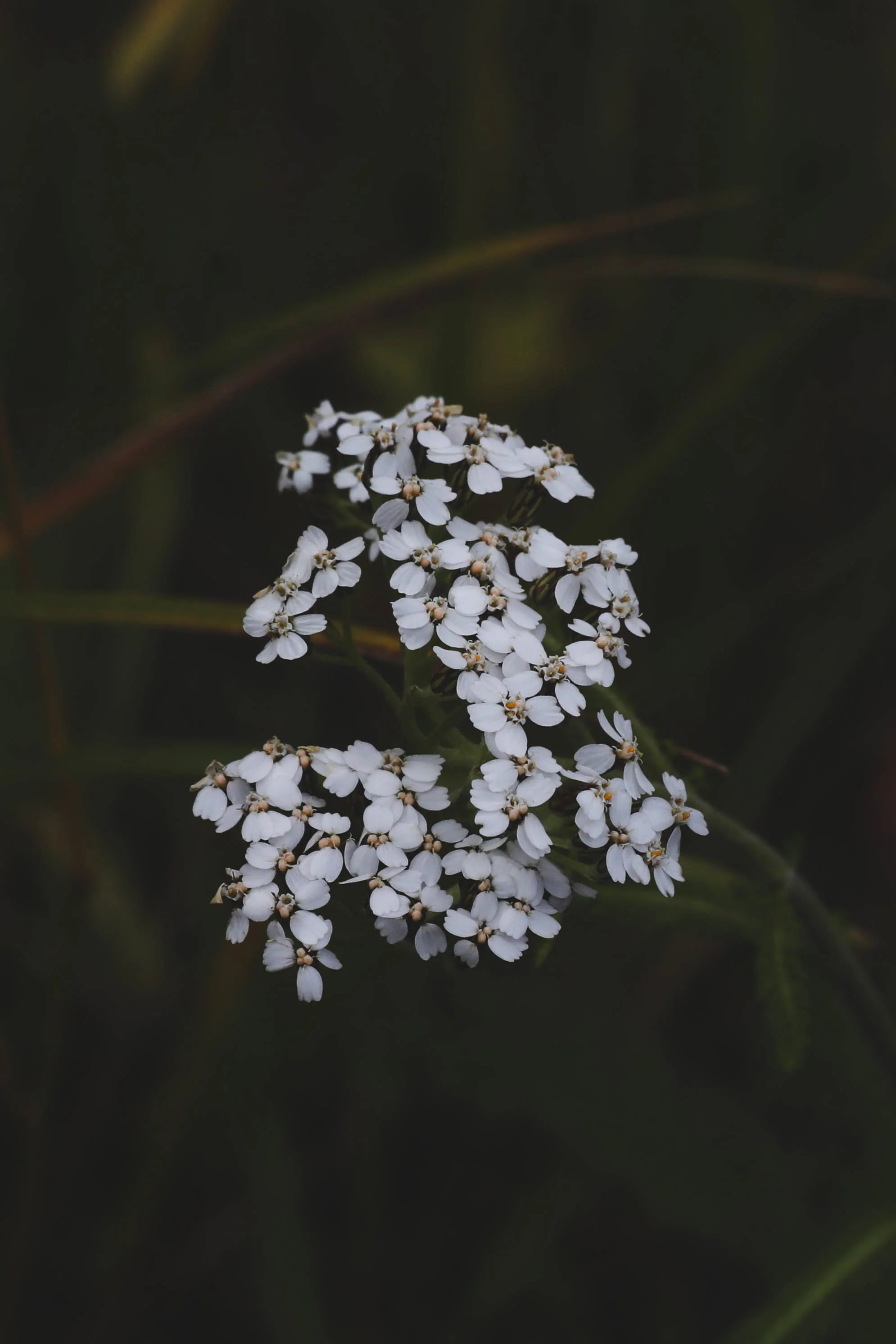 white flowers 2.jpg
