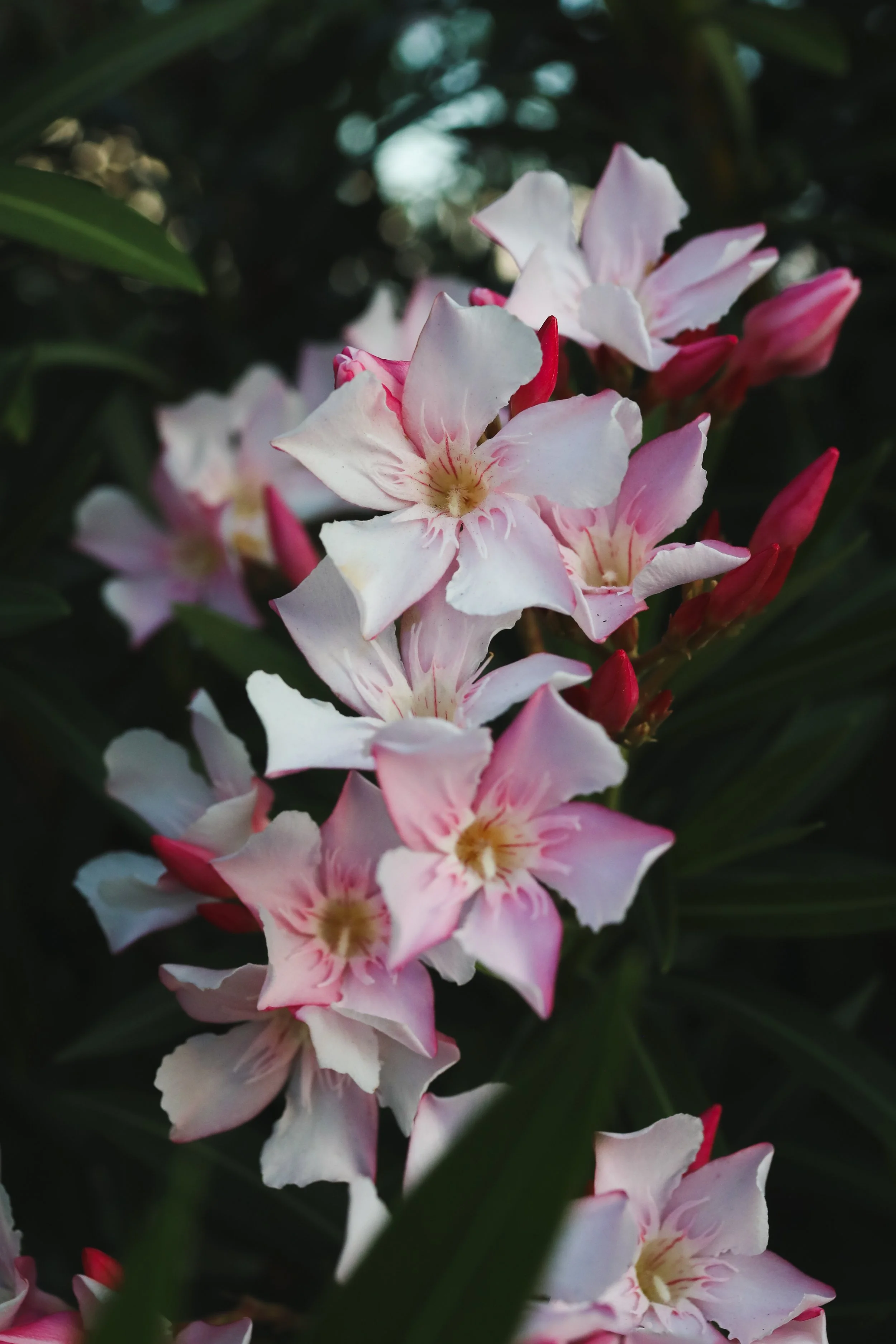 Pink Flowers.jpg