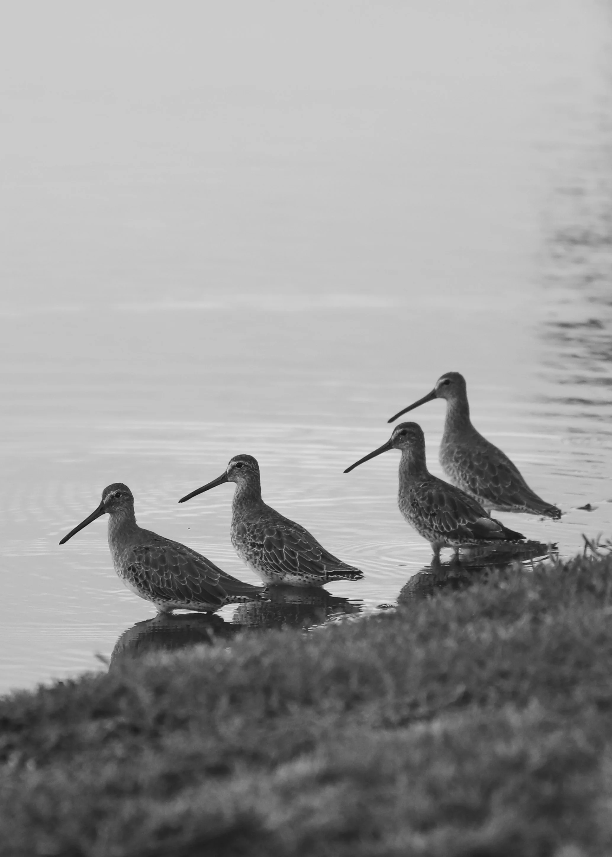 Sandpipers.jpg
