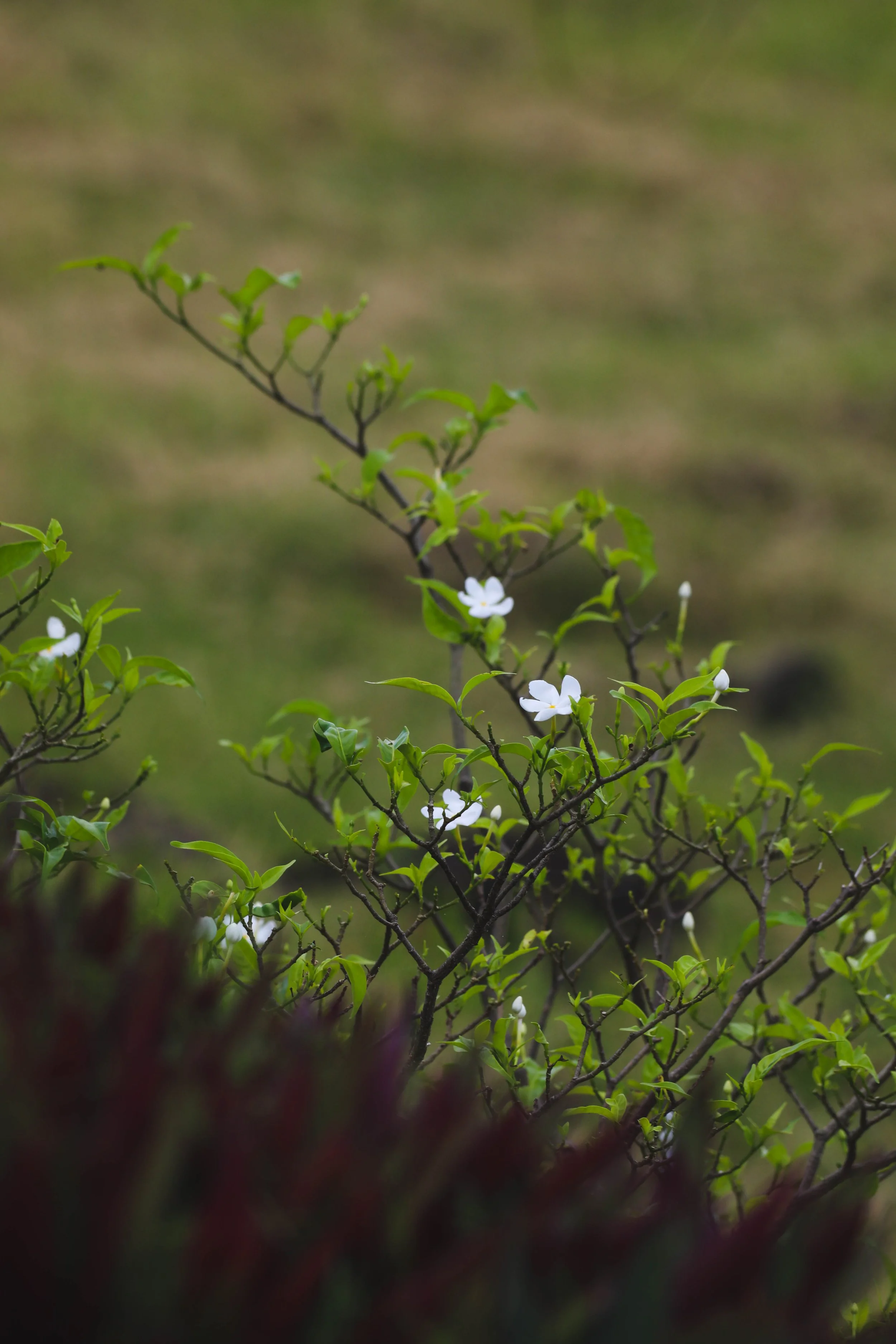 whiteflowers copy.jpg