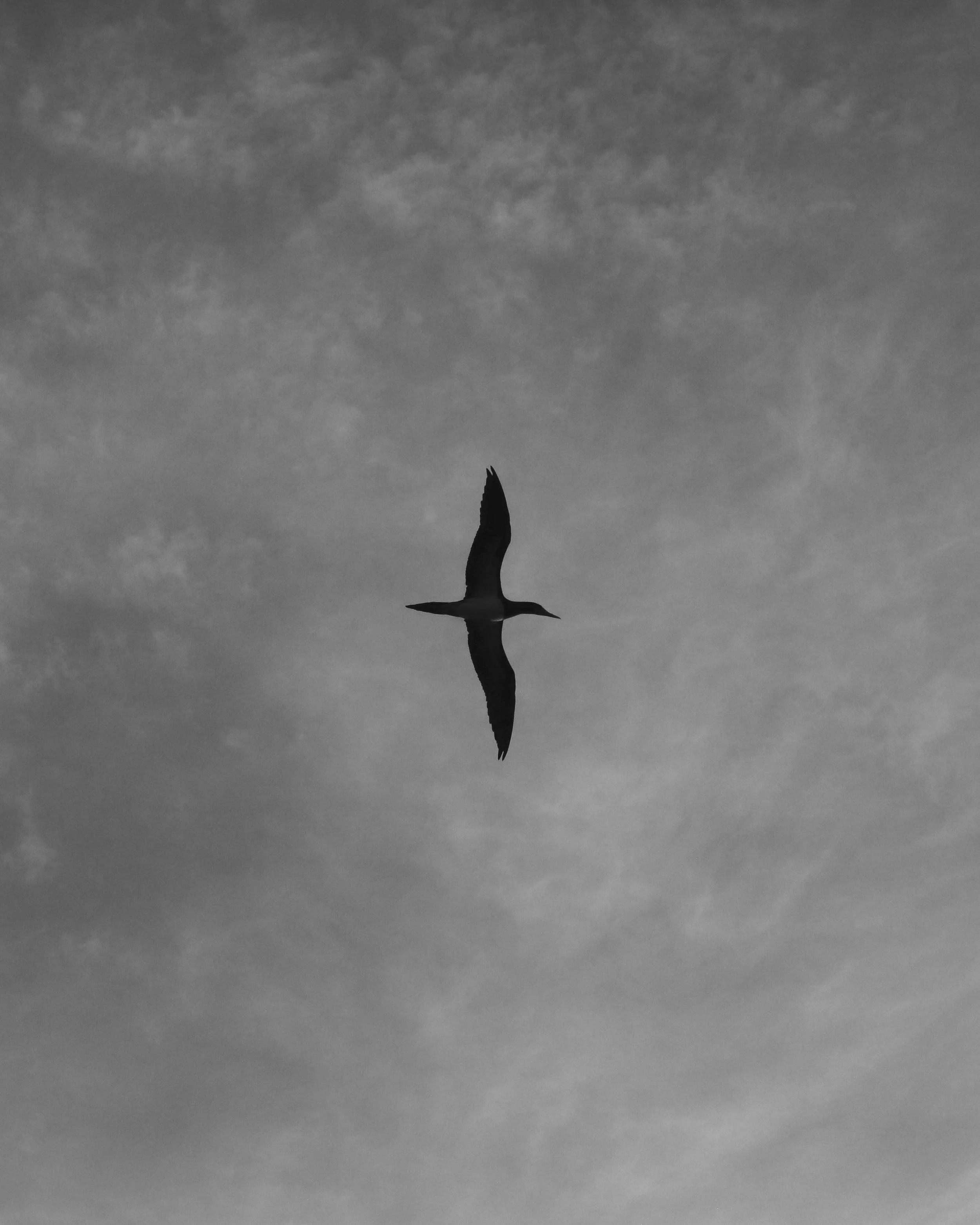 booby 2 copy.jpg