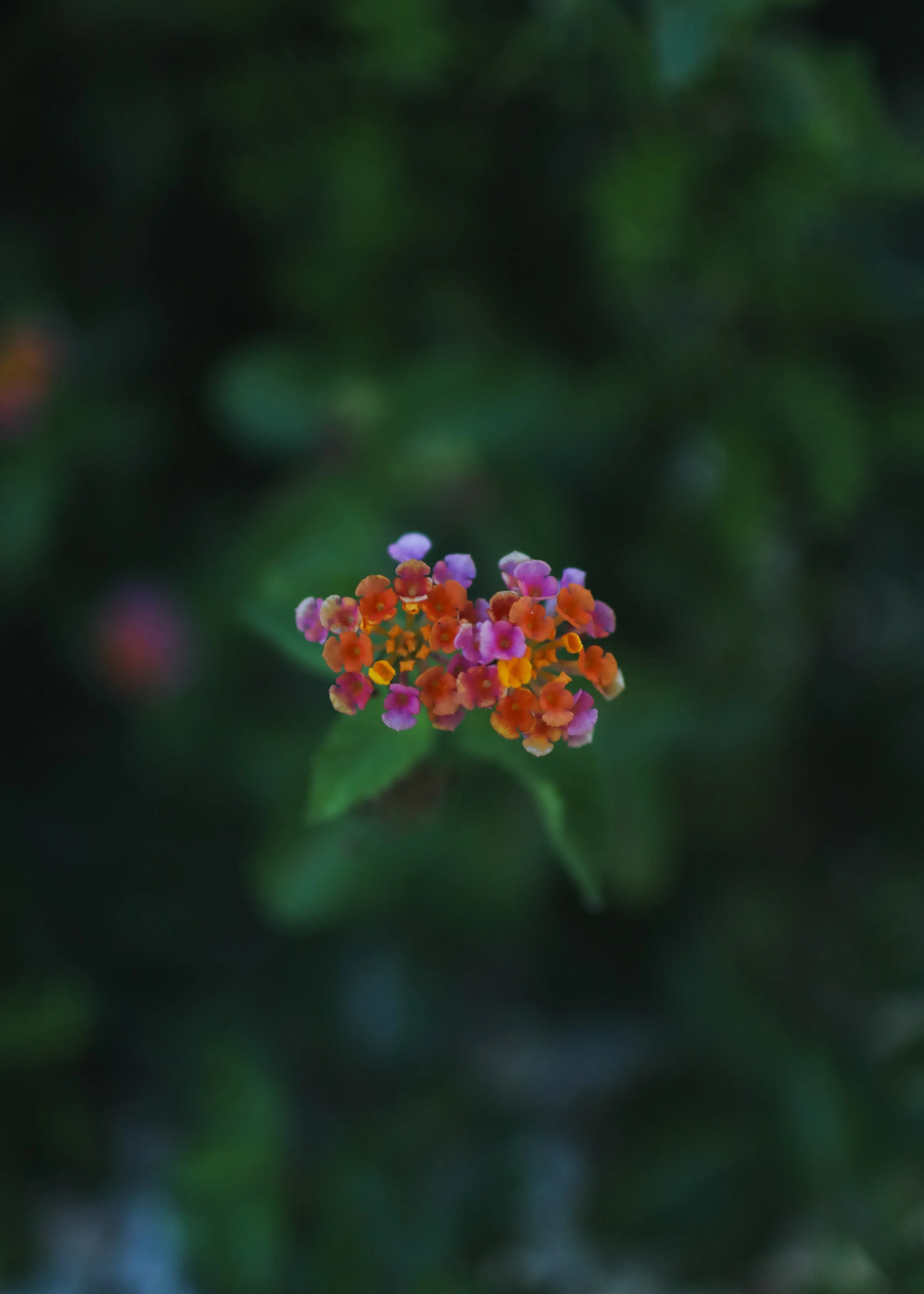 Lantana.jpg