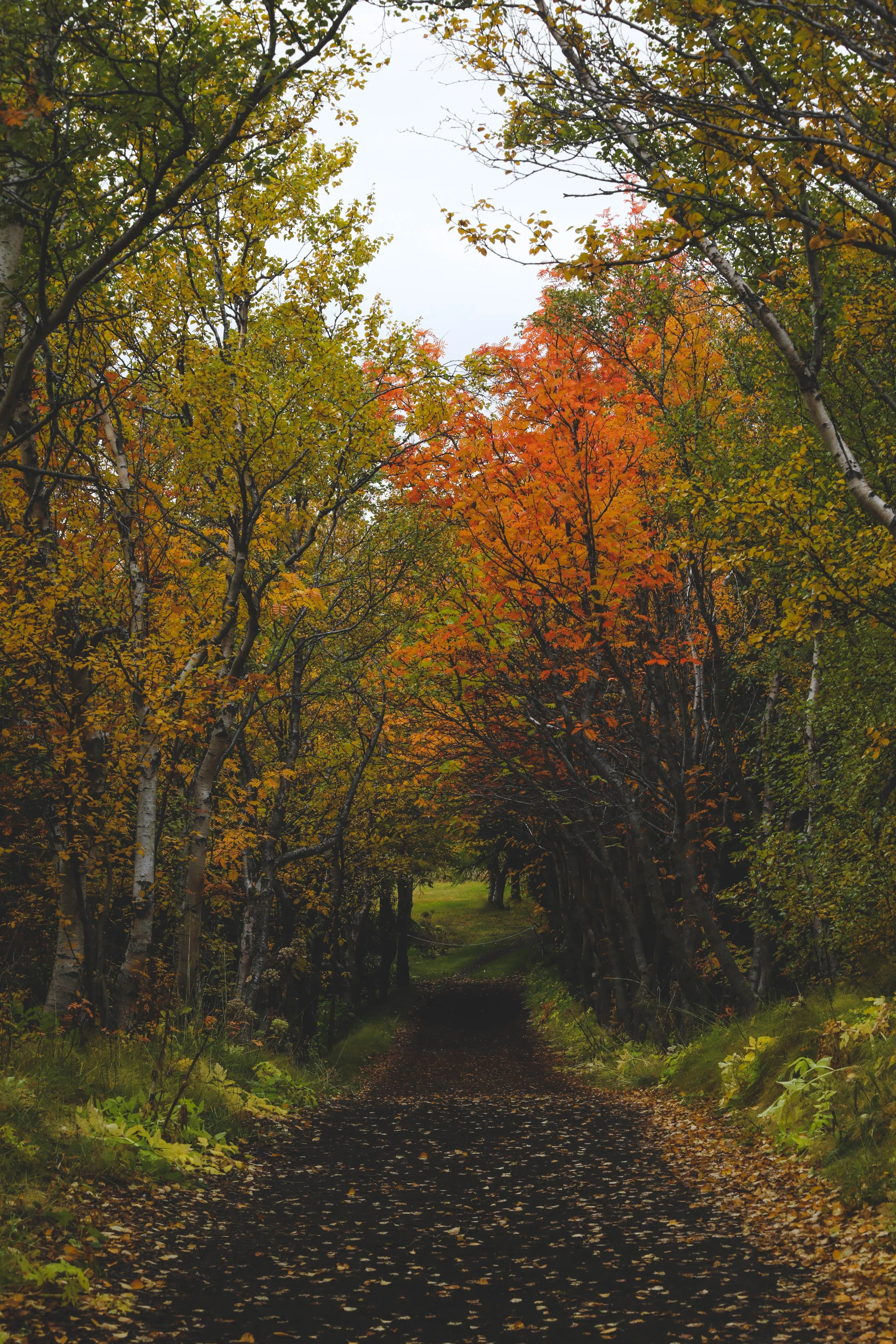 wooded path 6 copy.jpg