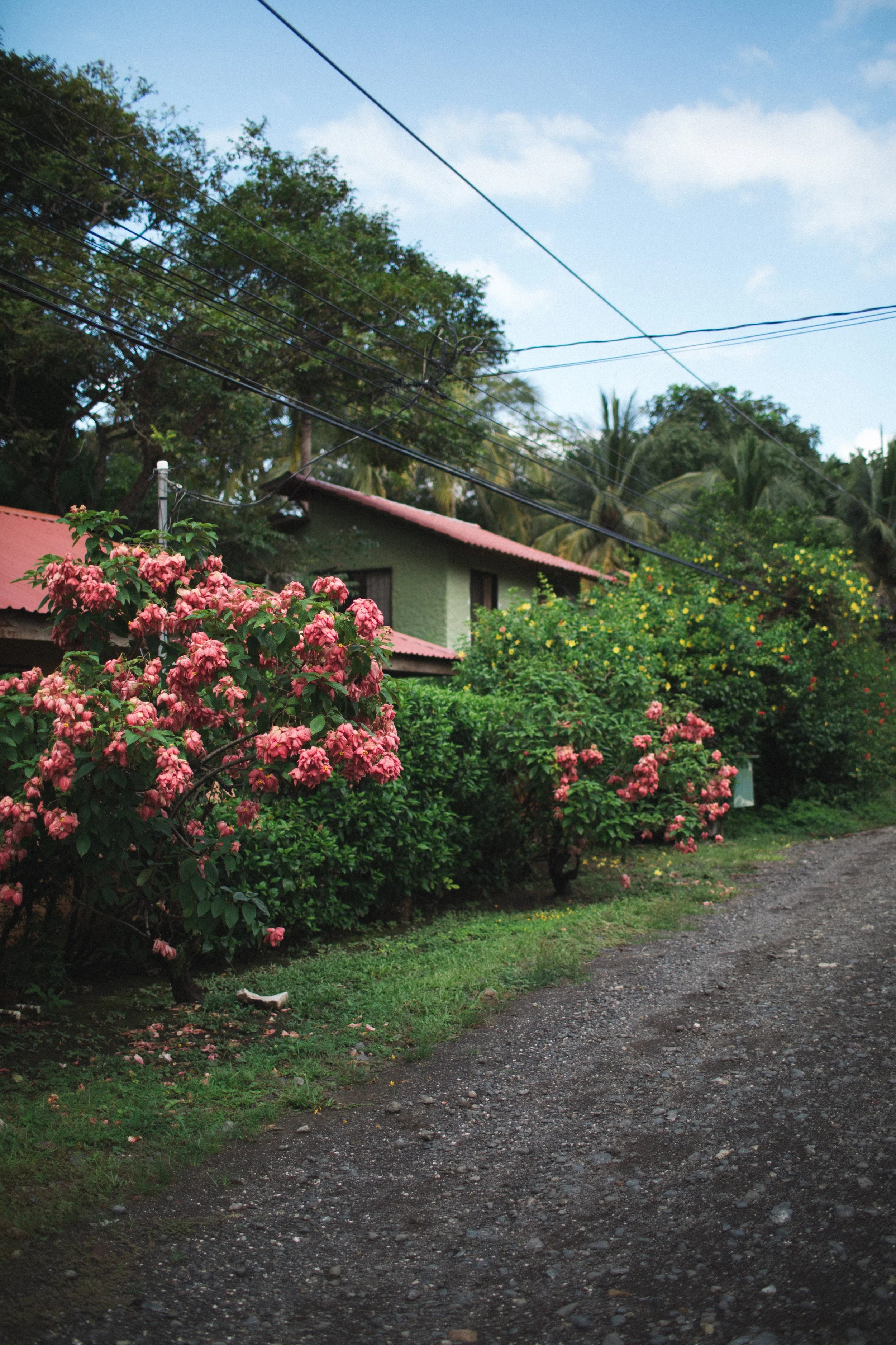 house w- pink flowers copy.jpg