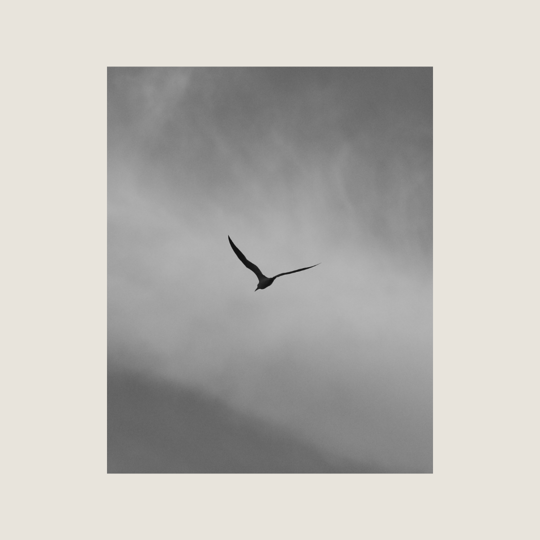 Soar