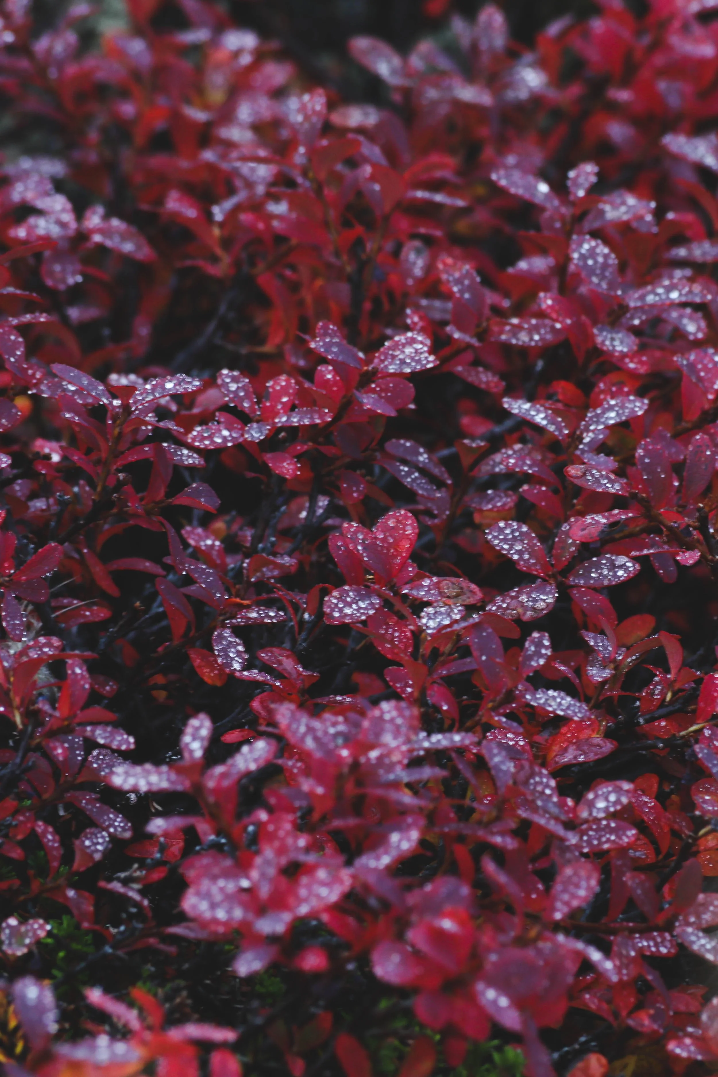 pink bushes 4 copy.jpg