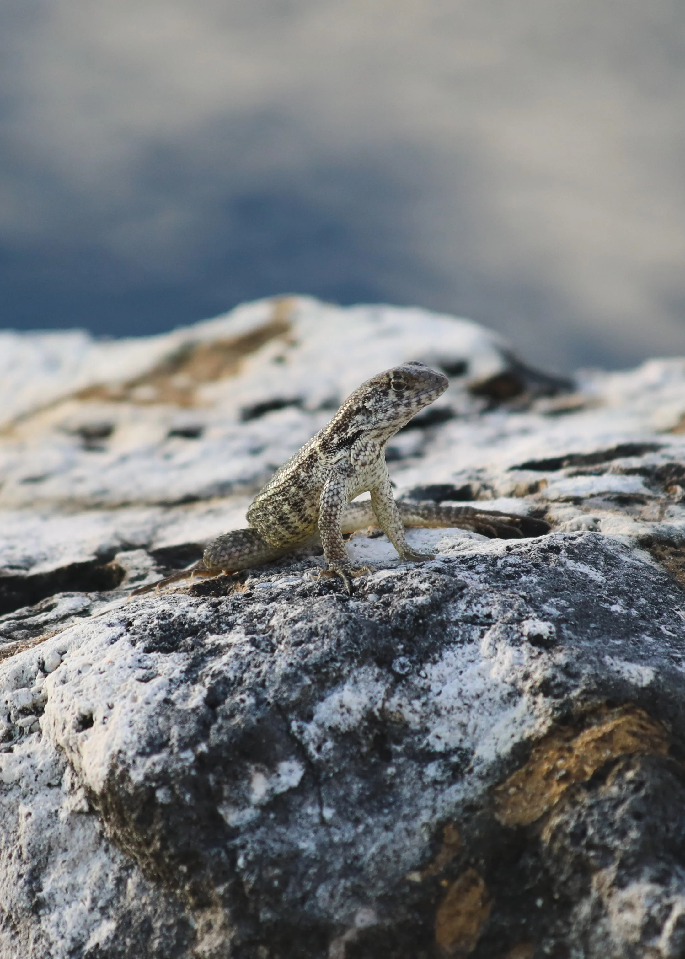 Curly Tail Lizard.jpg