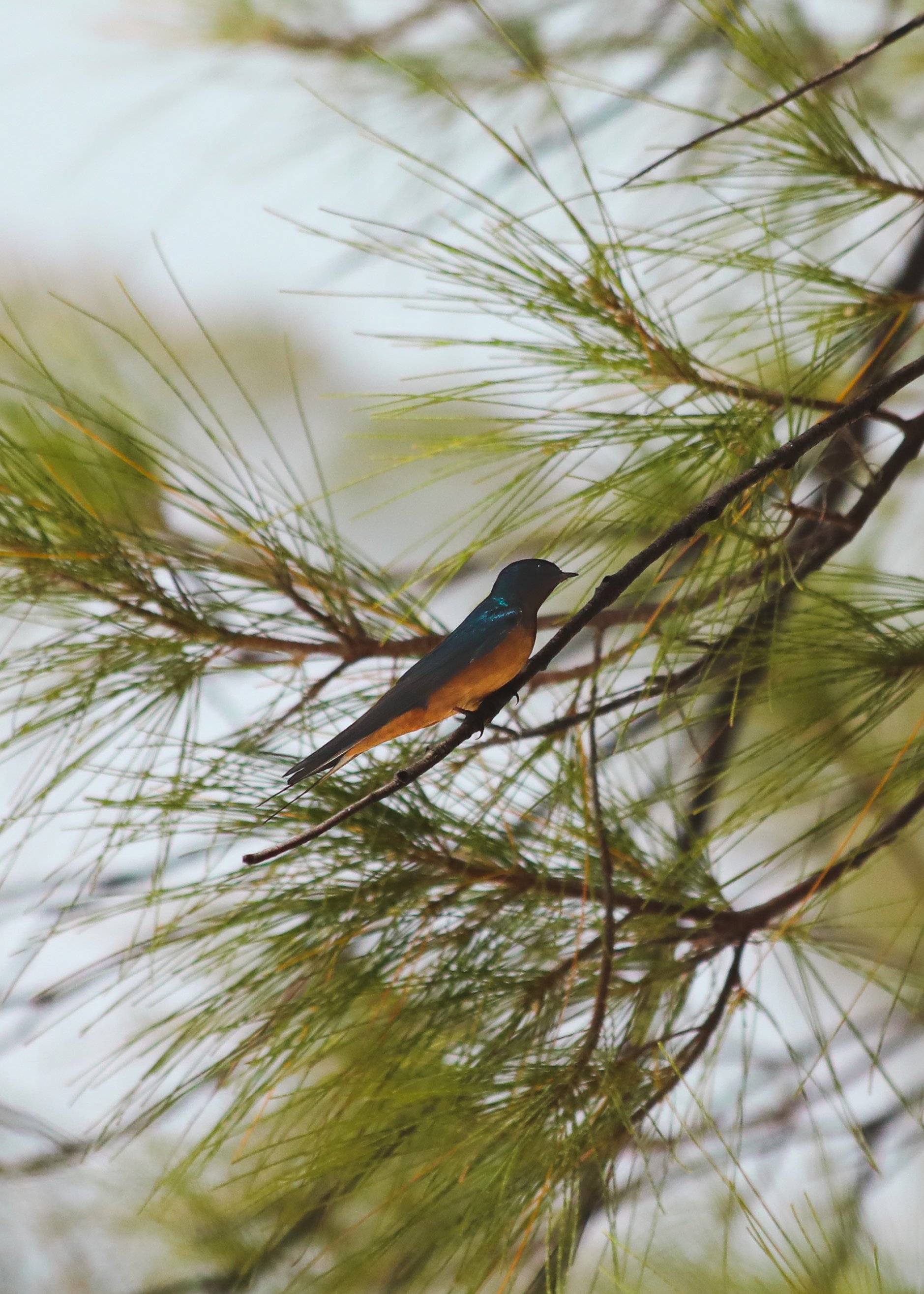 Barn Swallow 5.jpg