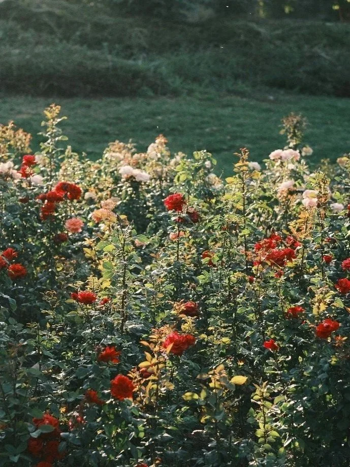 Field of blooming red and pink roses with a green landscape in the background