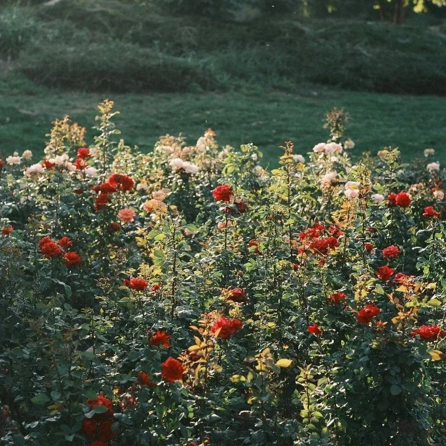 A garden filled with a variety of red and pink roses in bloom, with a green lawn and trees in the background.
