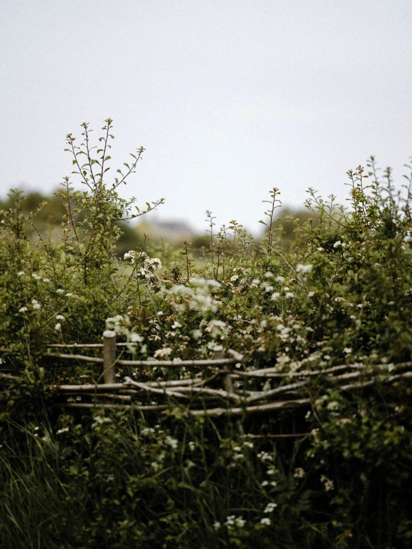 Bushes and plants in a field with a clear sky in the background.