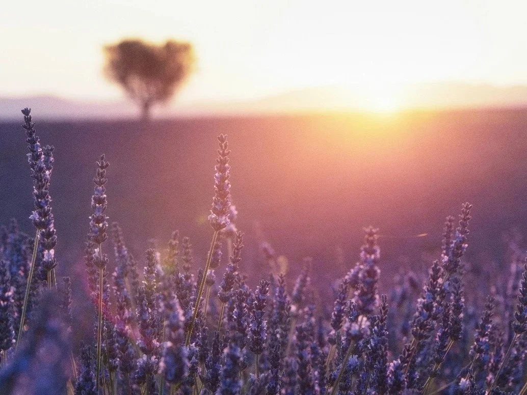 Lavender field at sunset with a single tree in the background.