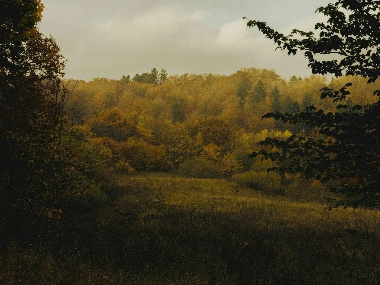 A landscape view of a wooded area with trees displaying fall foliage, and a grassy field in the foreground under a cloudy sky.