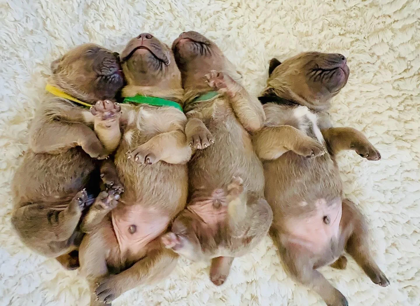 A group of newborn puppies sleeping closely together on a soft, cream-colored blanket.