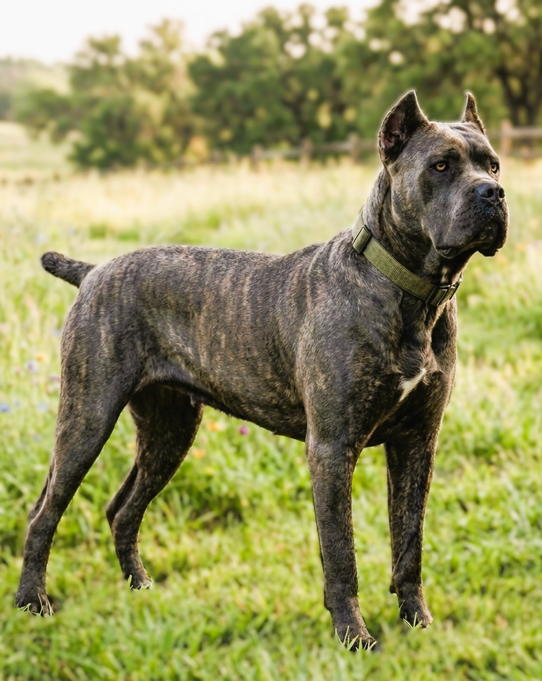 A muscular brindle-coated dog with cropped ears standing in a grassy field.