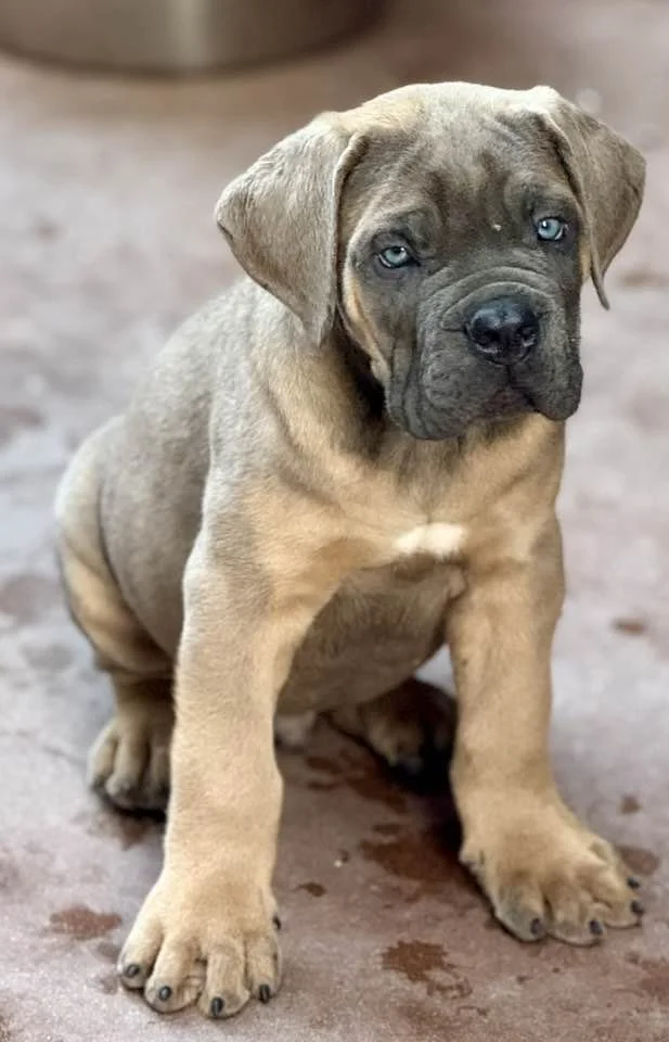 A cute puppy with blue eyes and tan fur sitting on a concrete floor.