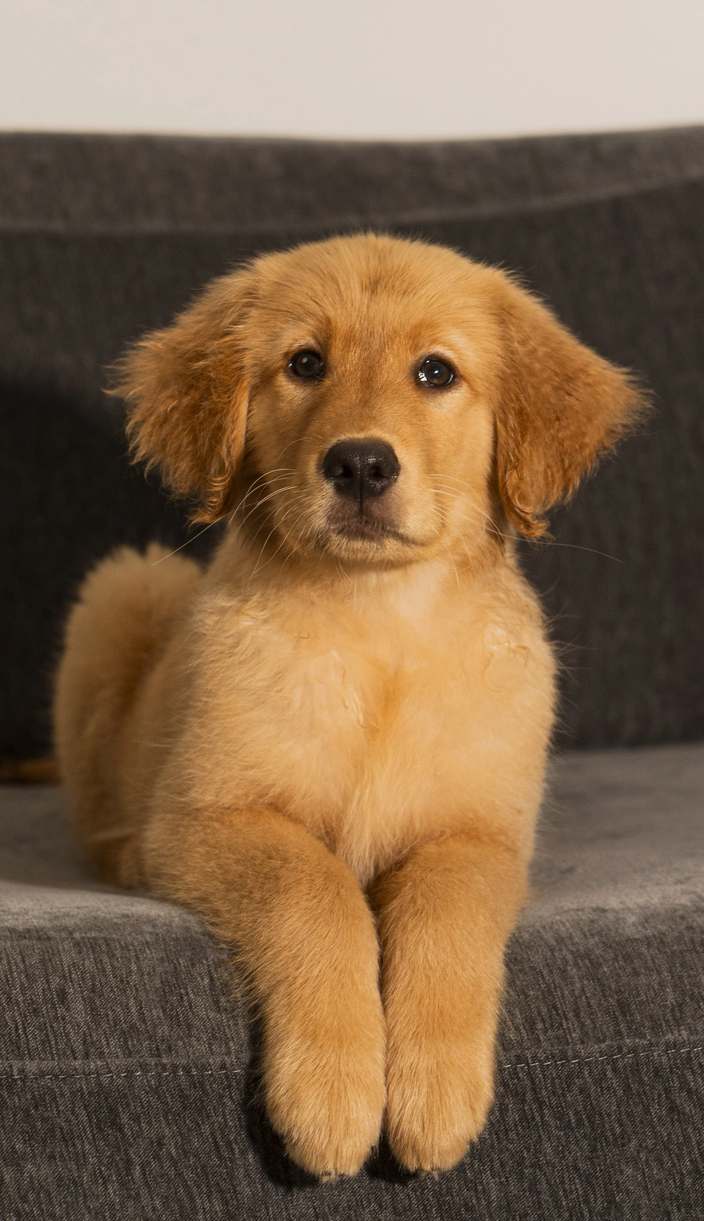 A light brown puppy with floppy ears and dark eyes, sitting on a gray blanket or cushion with a plain white background.