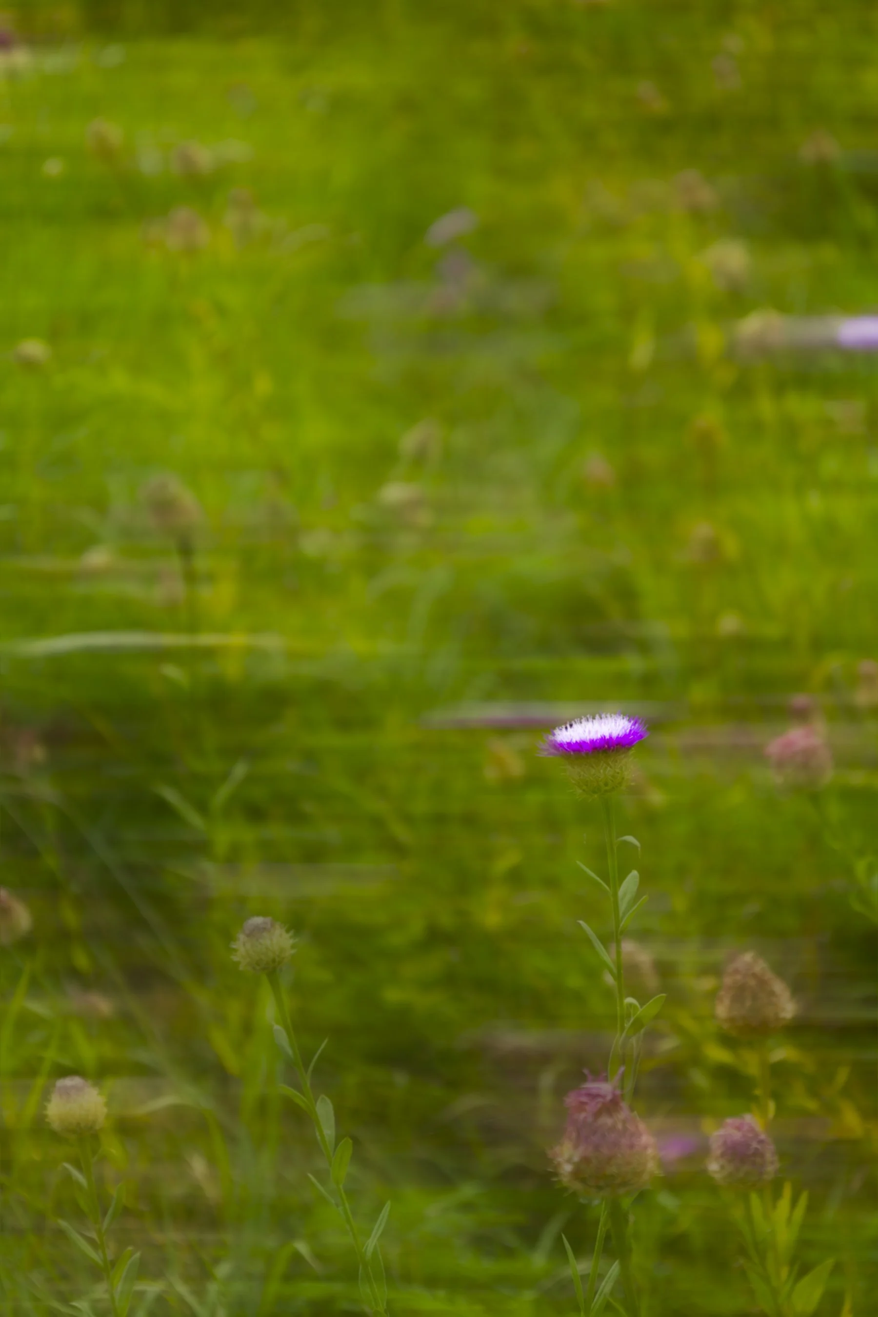 Stewart_Landscape_Final-08.jpg