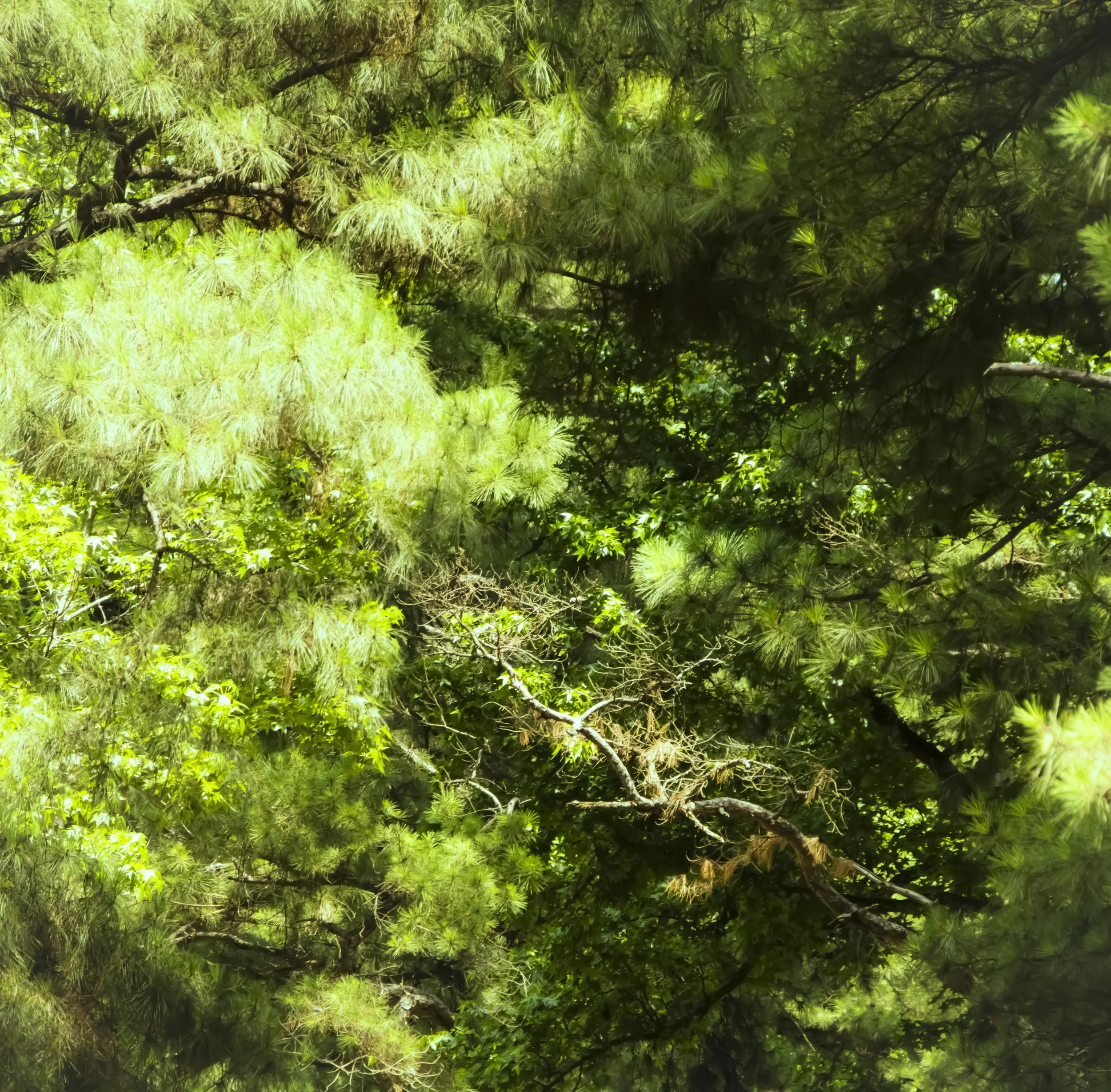Stewart_Landscape_Emulation-1-2.jpg