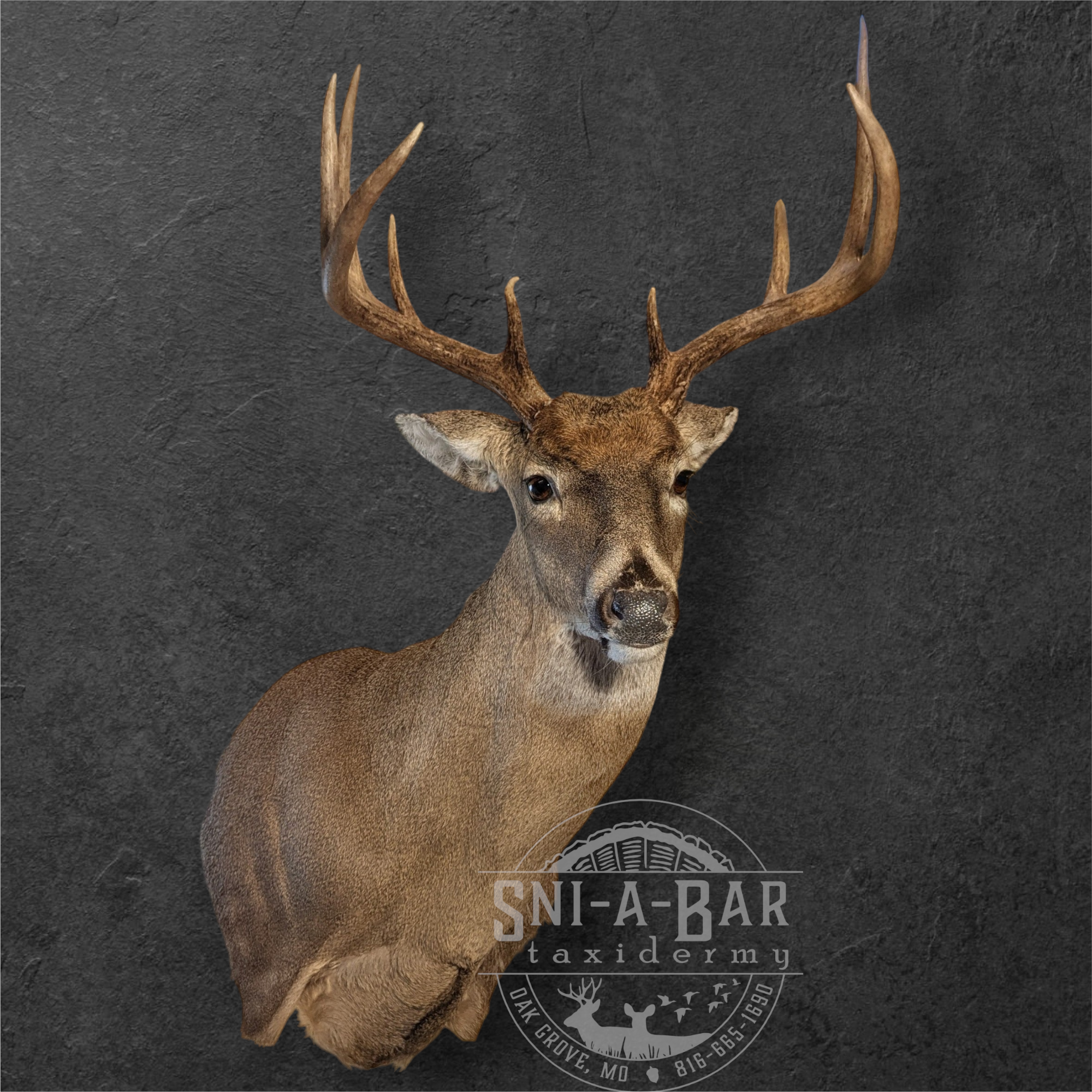 Close-up of a mounted deer head with large antlers on a dark textured wall, promoting a taxidermy business called 'Snar Taxidermy' in Grove, Missouri.