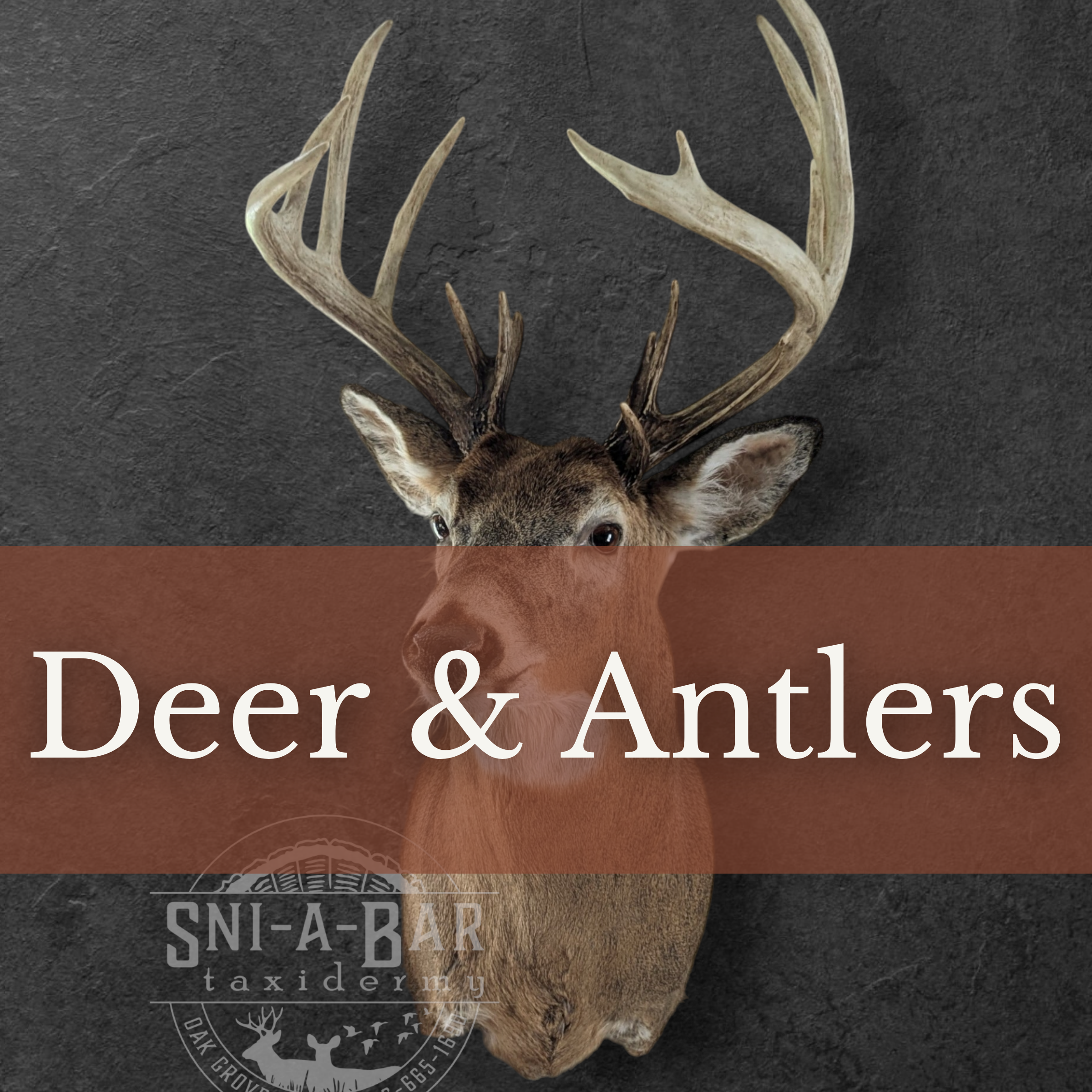 Deer mounts for taxidermy. Antler mounts, European Mounts.