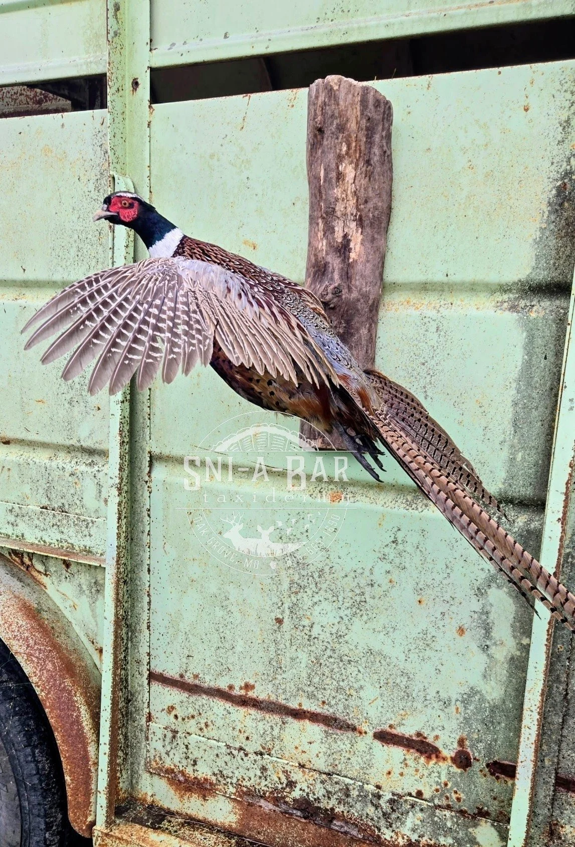 Pheasant Taxidermy near me. Kansas City MO, Independence MO, Lees Summit MO, Liberty MO.