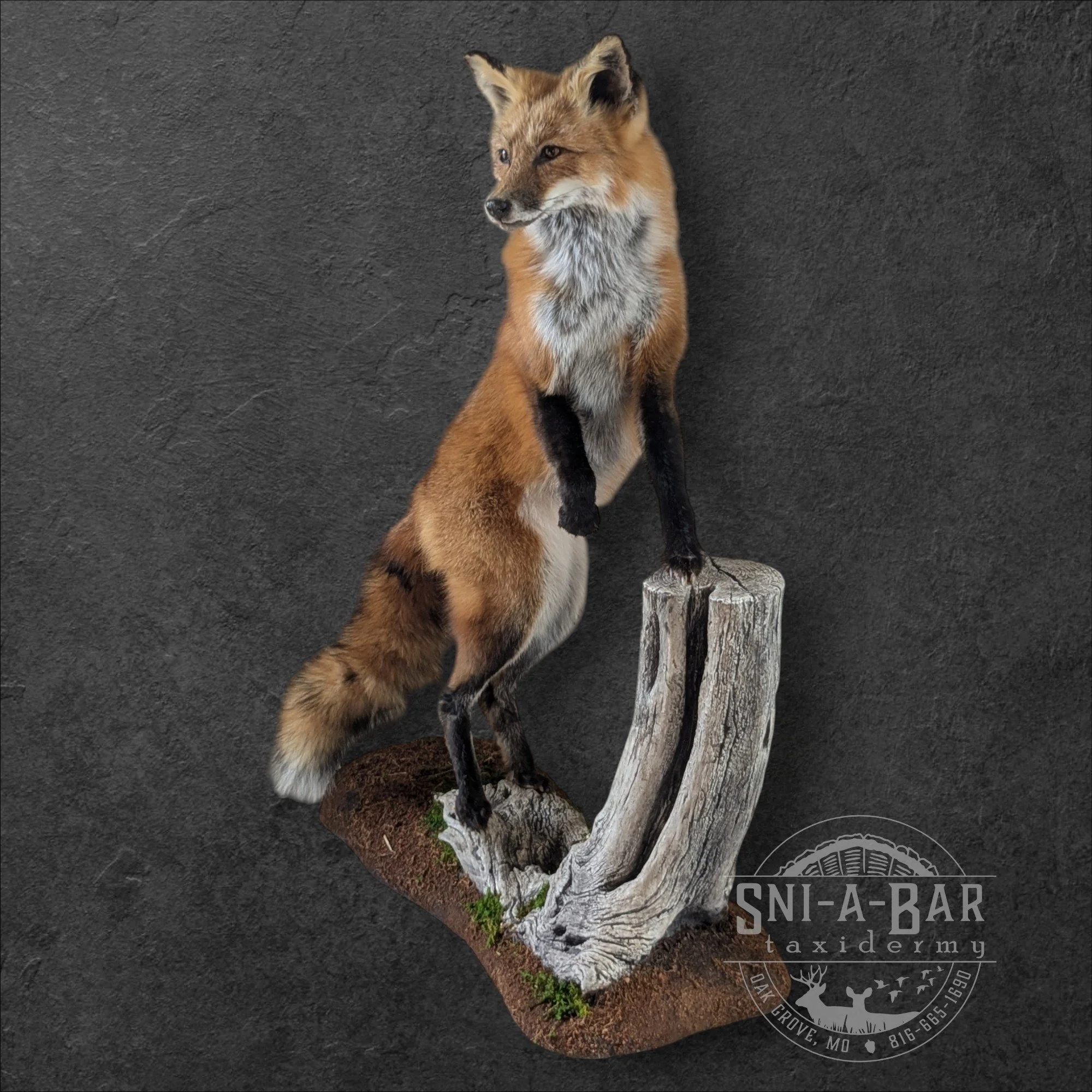 Mammal Fox Taxidermist near me Kansas City. Taxidermy- near Kansas City MO, Independence MO, Lees Summit MO, Liberty MO, Blue Springs MO, Odessa MO, Grain Valley MO, Jackson County MO.