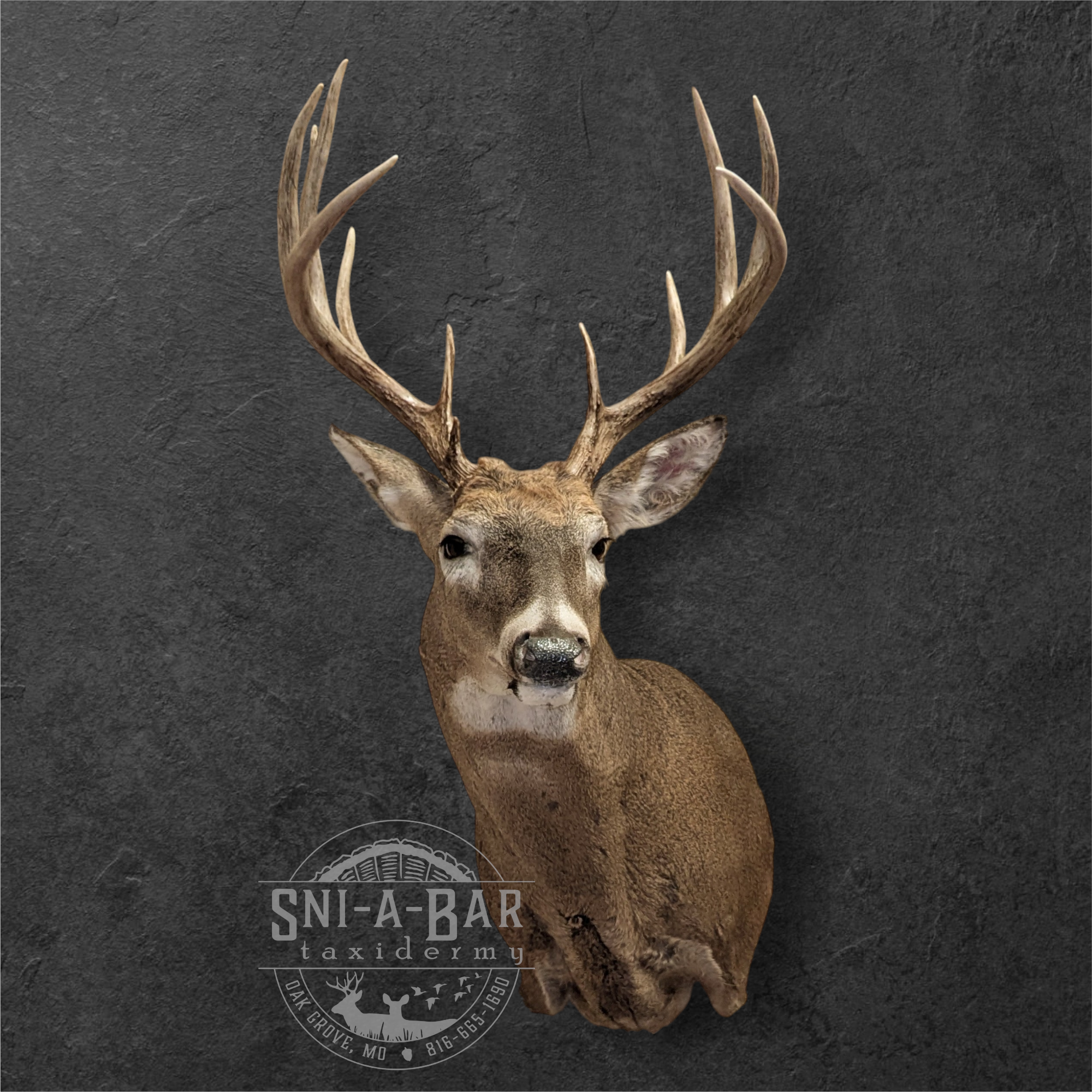 Deer head mounted on a dark wall with a logo for Ski-A-Bar, a taxtidermy business in Deiax Grove, Missouri, on the bottom of the image.