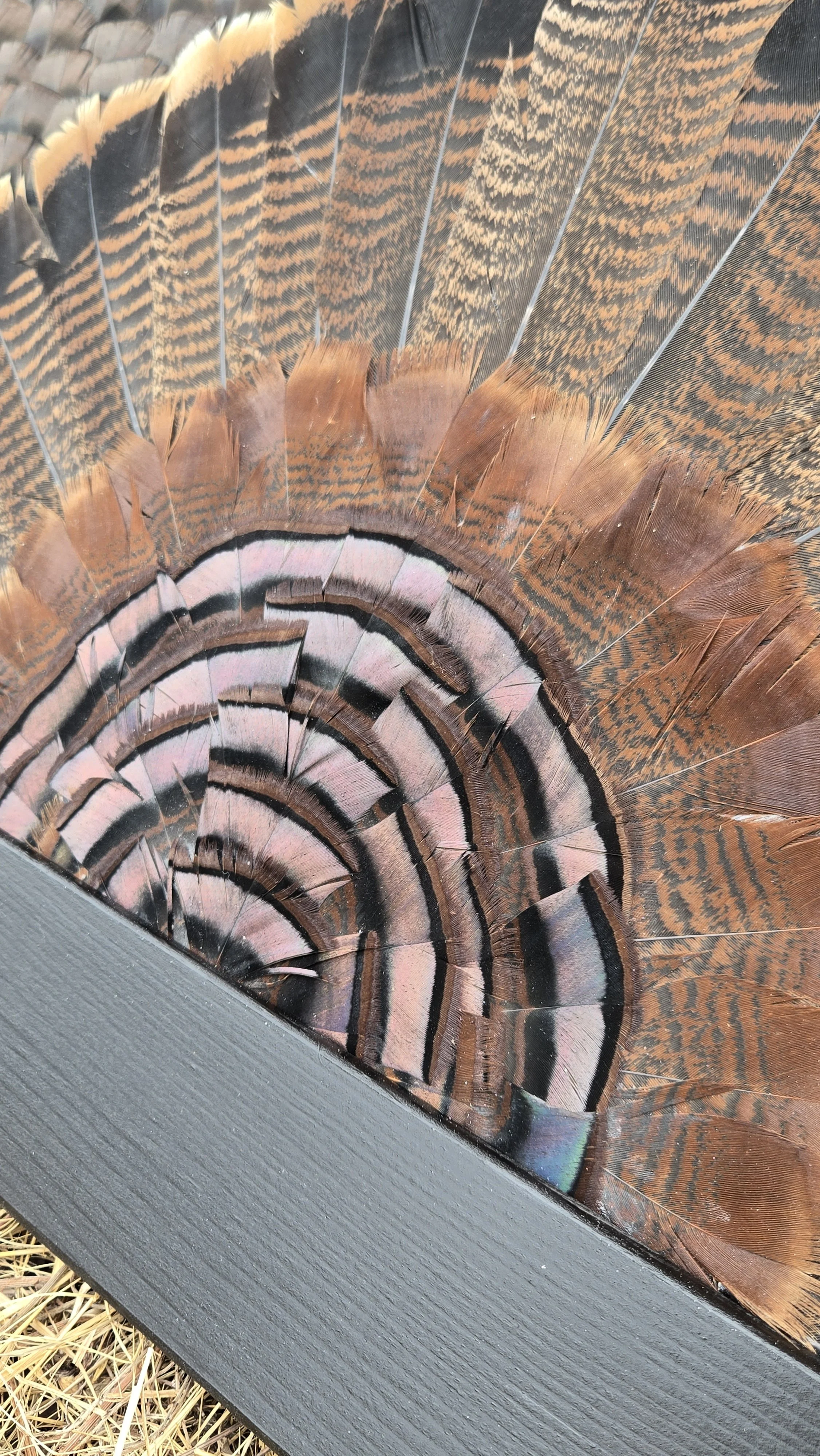Turkey Feather Art near Kansas City MO. 