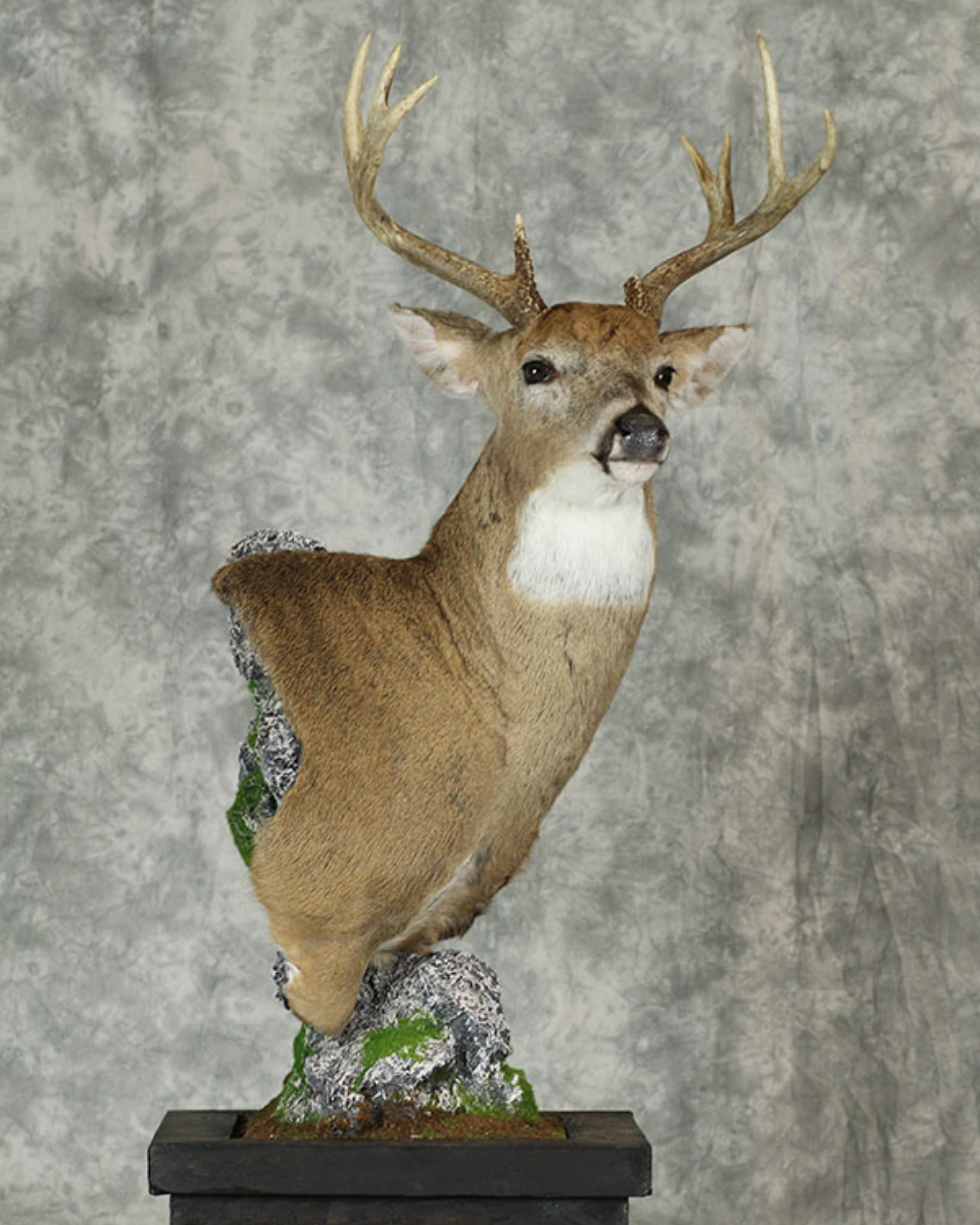 Taxidermy deer mount.