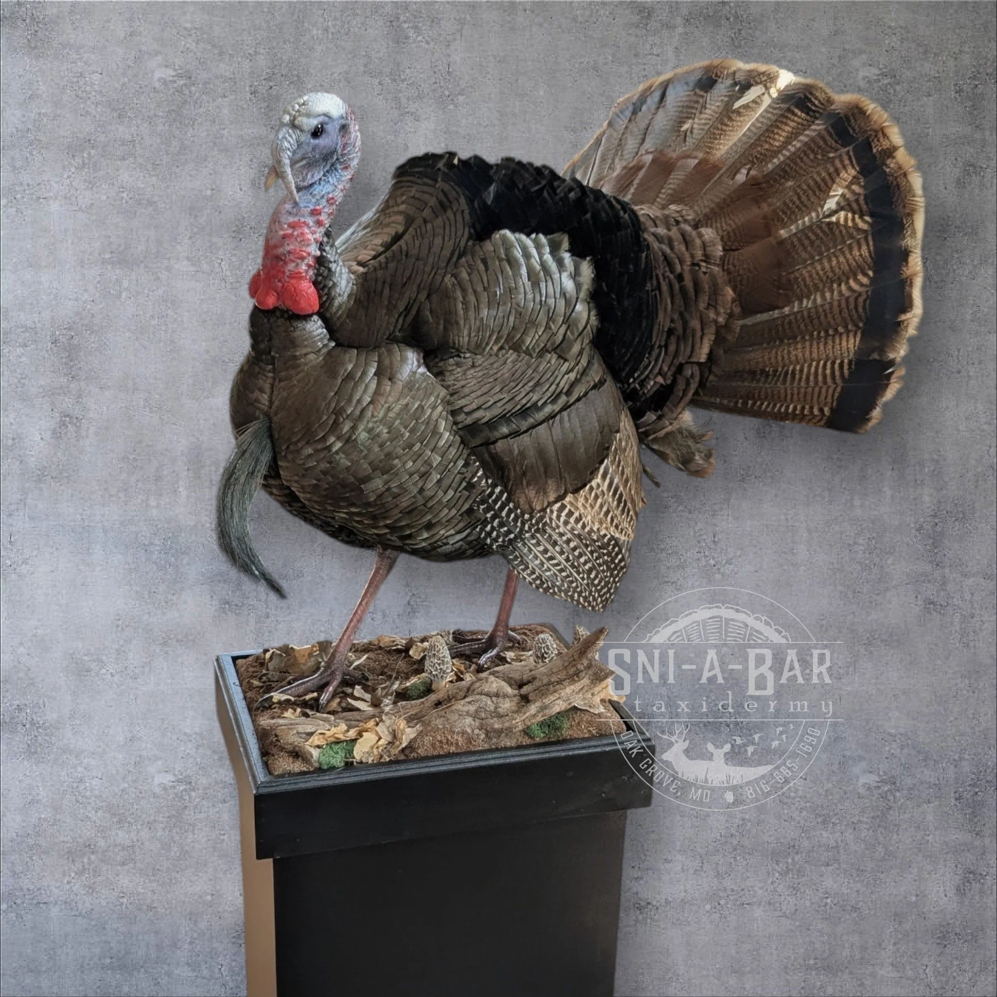 3/4 strut Turkey Taxidermy. Taxidermist in Oak Grove serving the Kansas City MO area. Blue Springs, Independence Lees Summit.