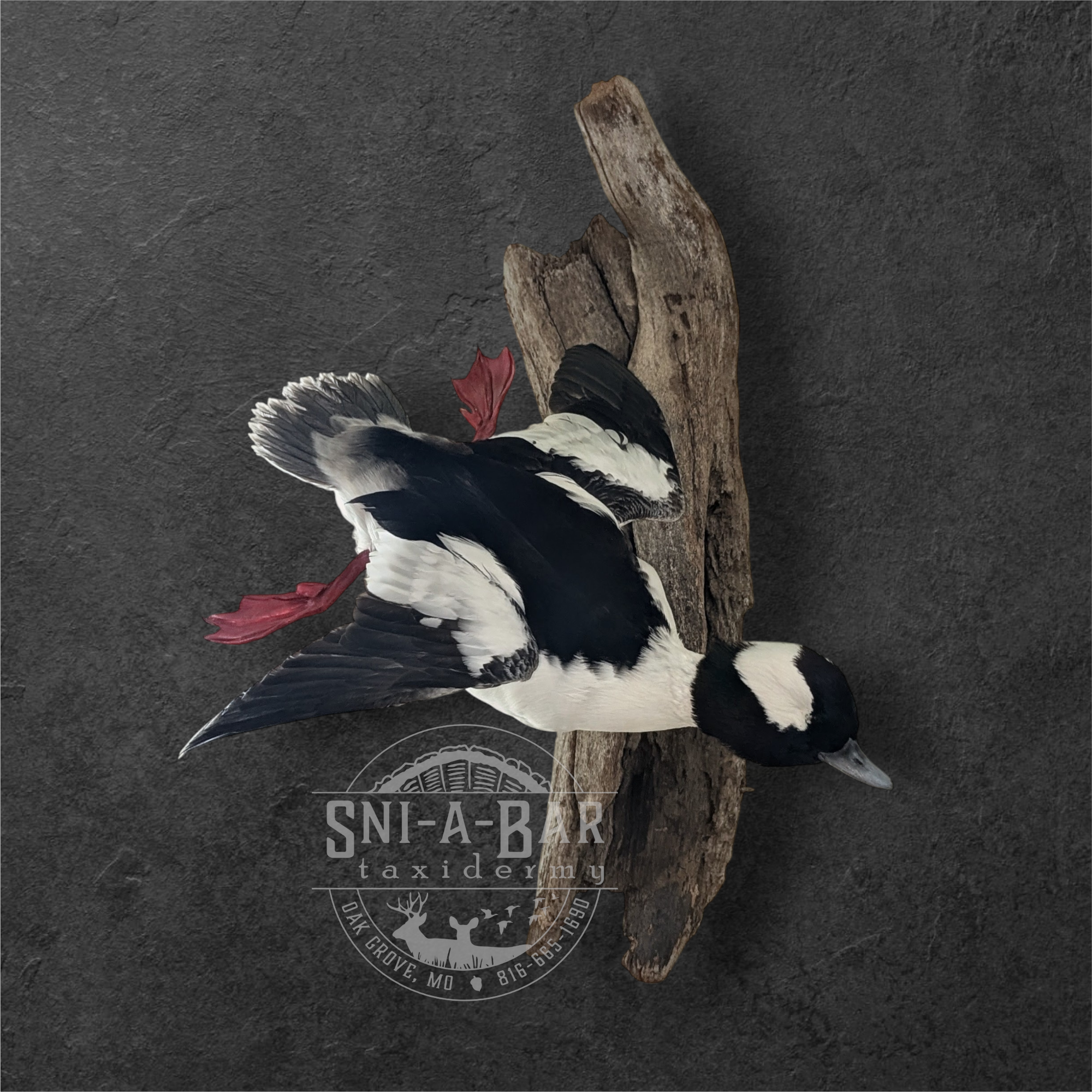 Bufflehead drake diving descent 