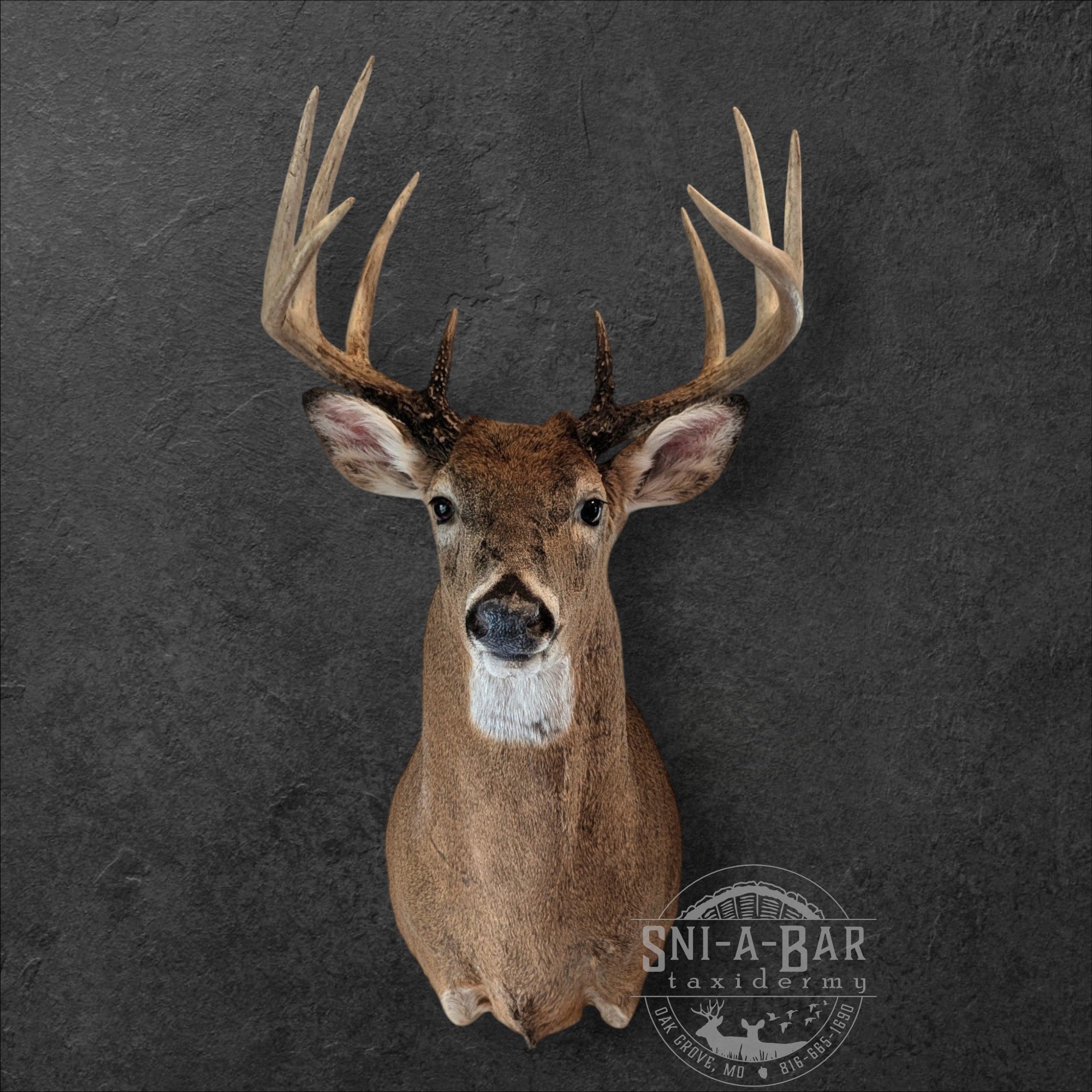 Deer Taxidermist nearby. Whitetail Deer shoulder mount Taxidermy- near Kansas MO, Independence MO, Lees Summit MO, Liberty MO, Blue Springs MO, Odessa MO, Grain Valley MO, Jackson County MO.