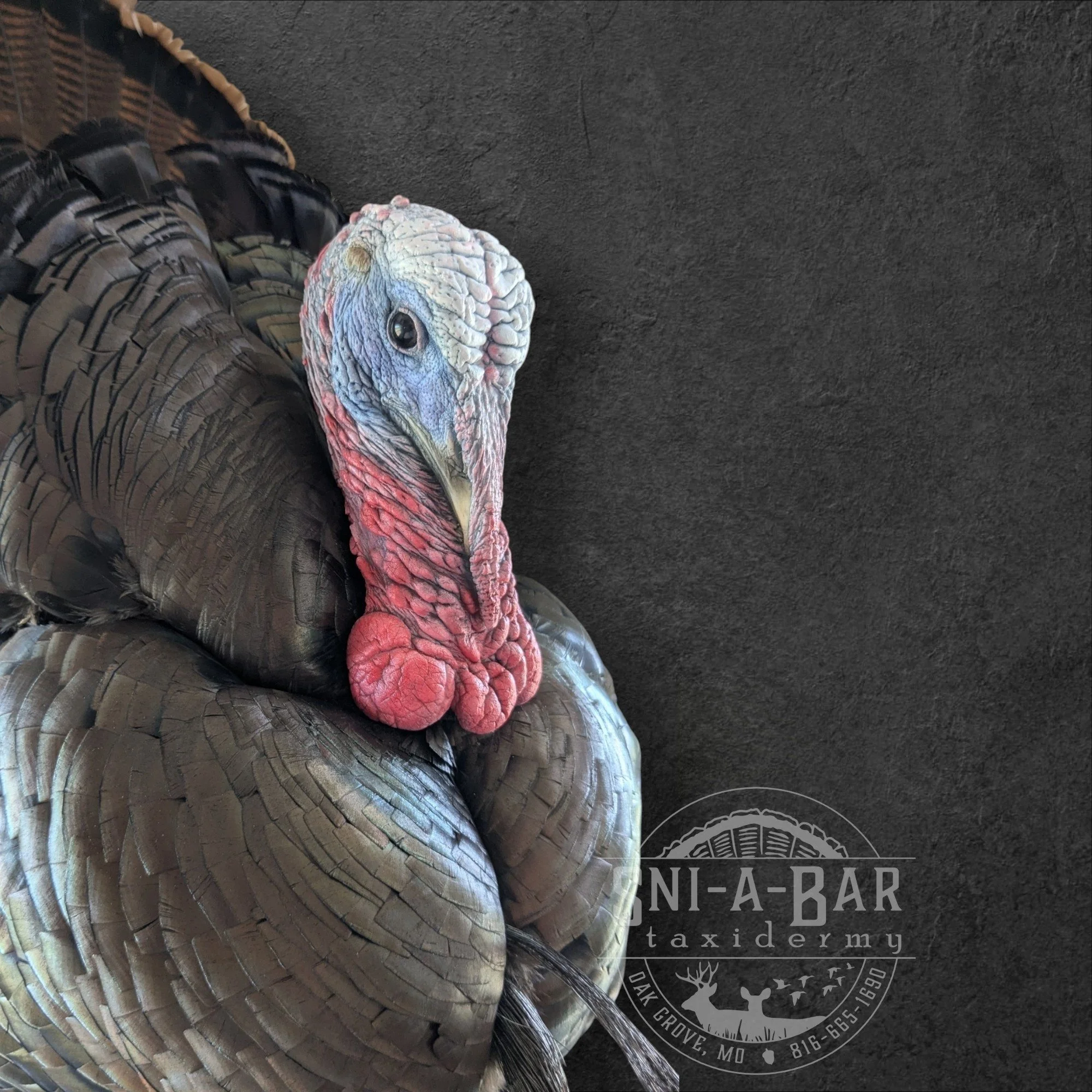 Full Strut Turkey Taxidermy. Taxidermist in Oak Grove serving the Kansas City MO area. Blue Springs, Independence Lees Summit.