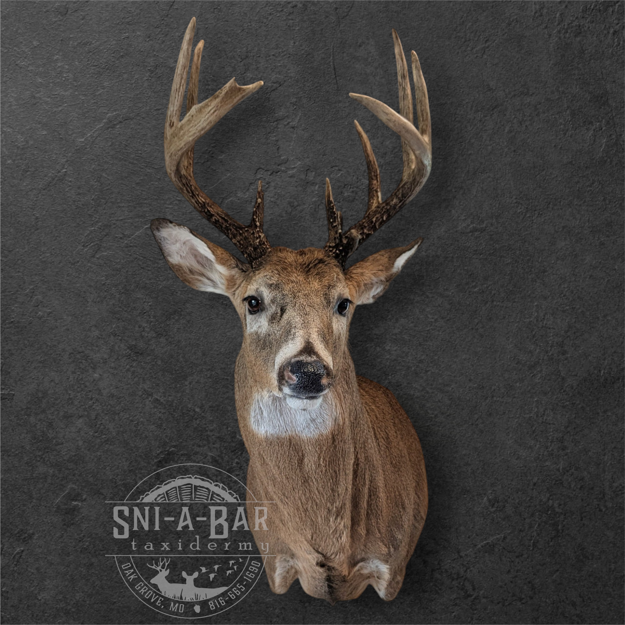 Deer Taxidermist nearby. Whitetail Deer shoulder mount Taxidermy- near Kansas MO, Independence MO, Lees Summit MO, Liberty MO, Blue Springs MO, Odessa MO, Grain Valley MO, Jackson County MO.